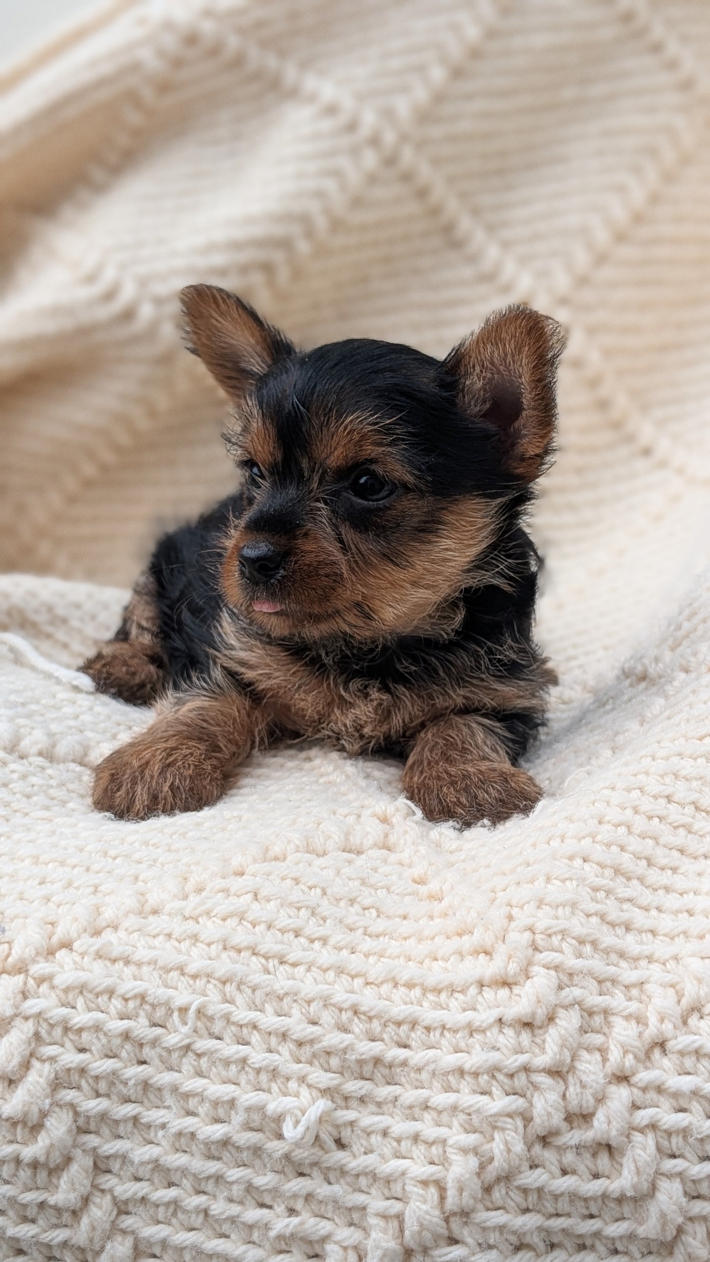 YORKSHIRE TERRIER (MAY 20) FEMALE