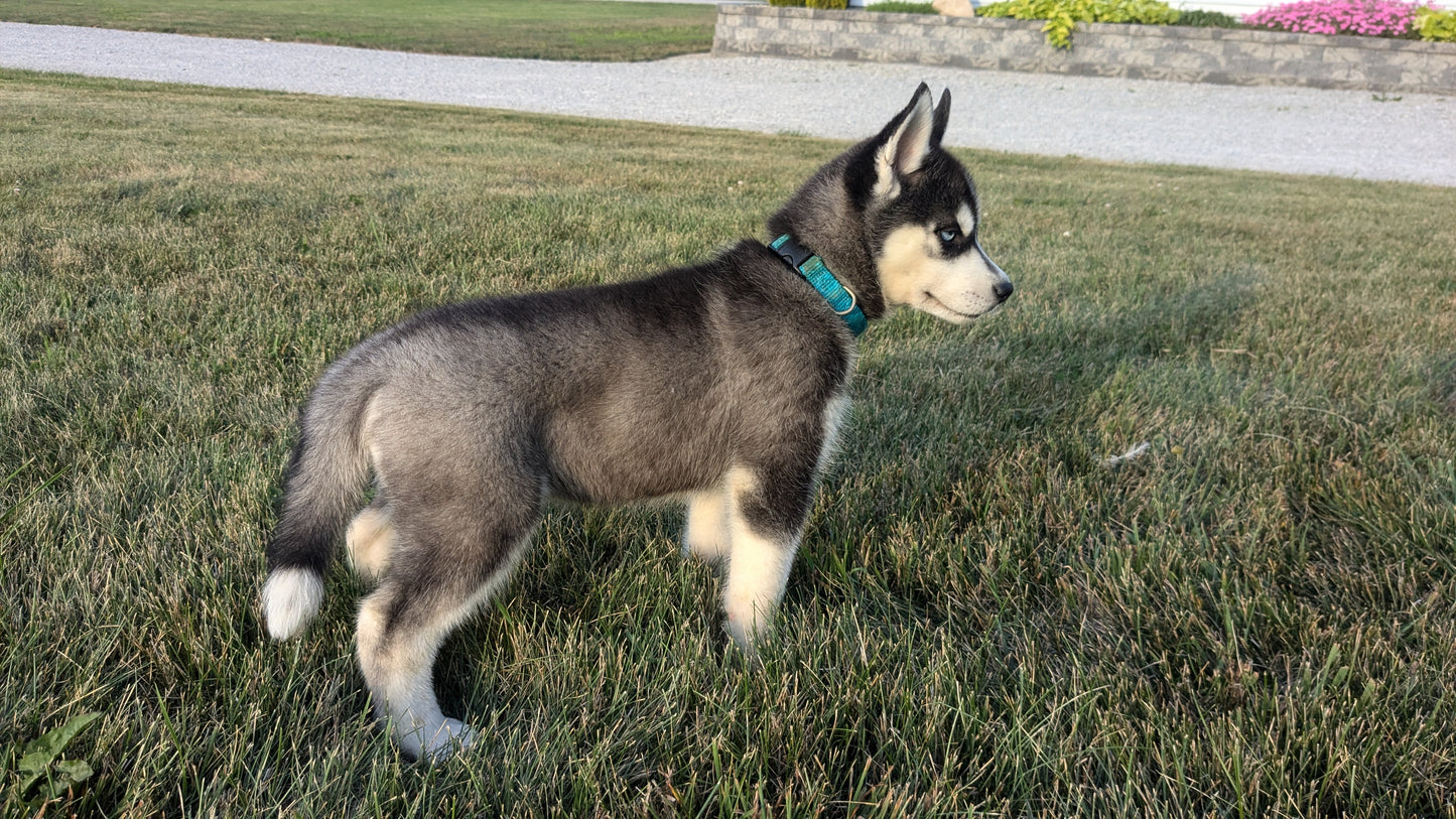SIBERIAN HUSKY (06/22) FEMALE