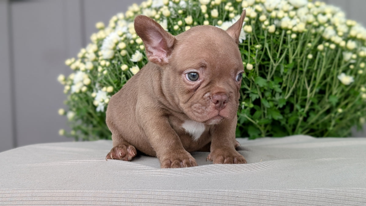 FRENCHTON (JUL 24) 1 FEMALE/1 MALE