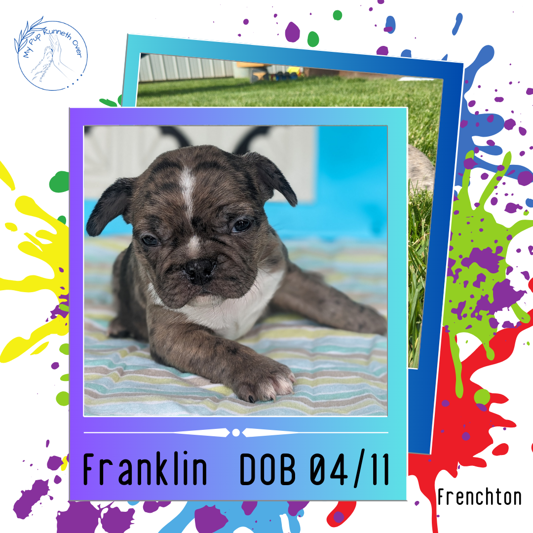 FRENCHTON (04/11) MALE