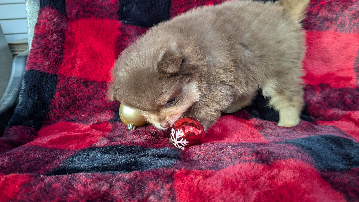 POMERANIAM (10/01) MALE