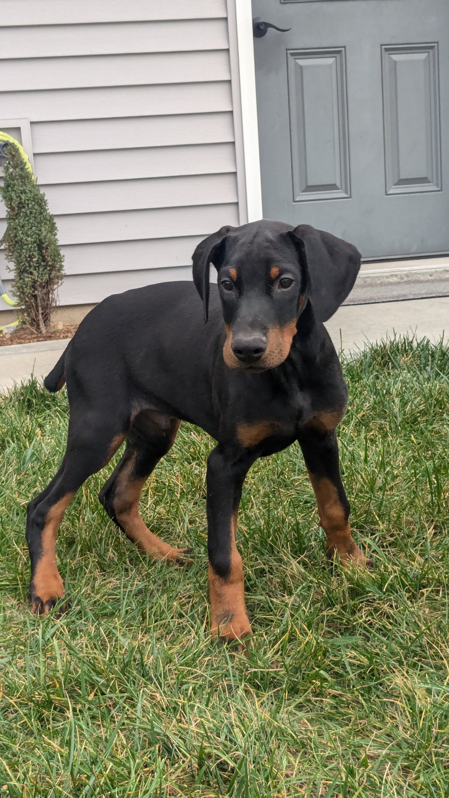 DOBERMAN PINSCHER (08/11) MALE