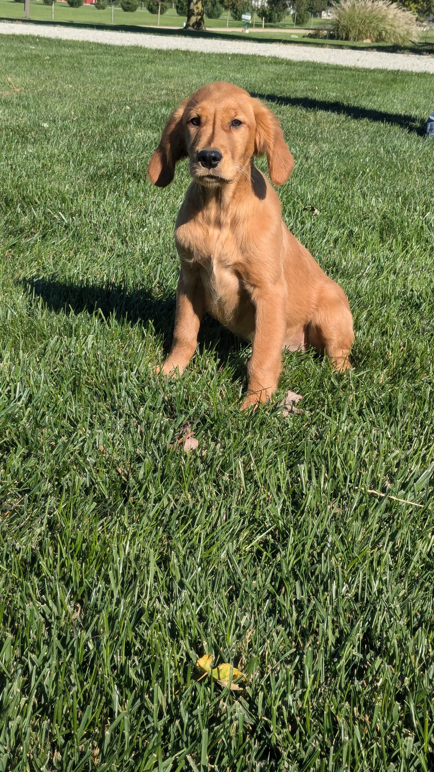 GOLDEN RETRIEVER (06/24) FEMALE