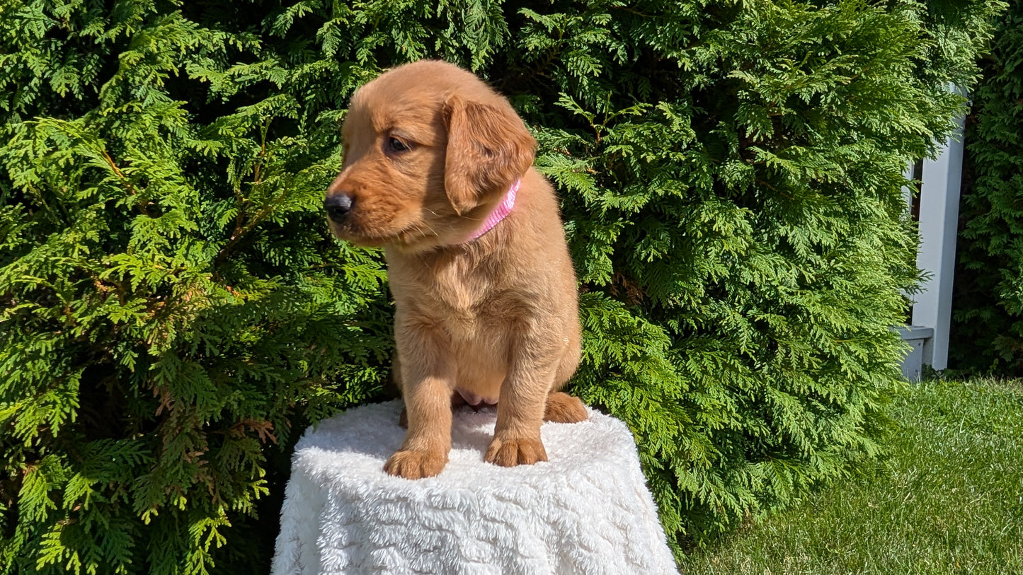 GOLDEN RETRIEVER (07/16) FEMALE
