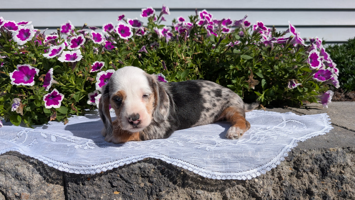 MINI DACHSHUND (08/19) FEMALE