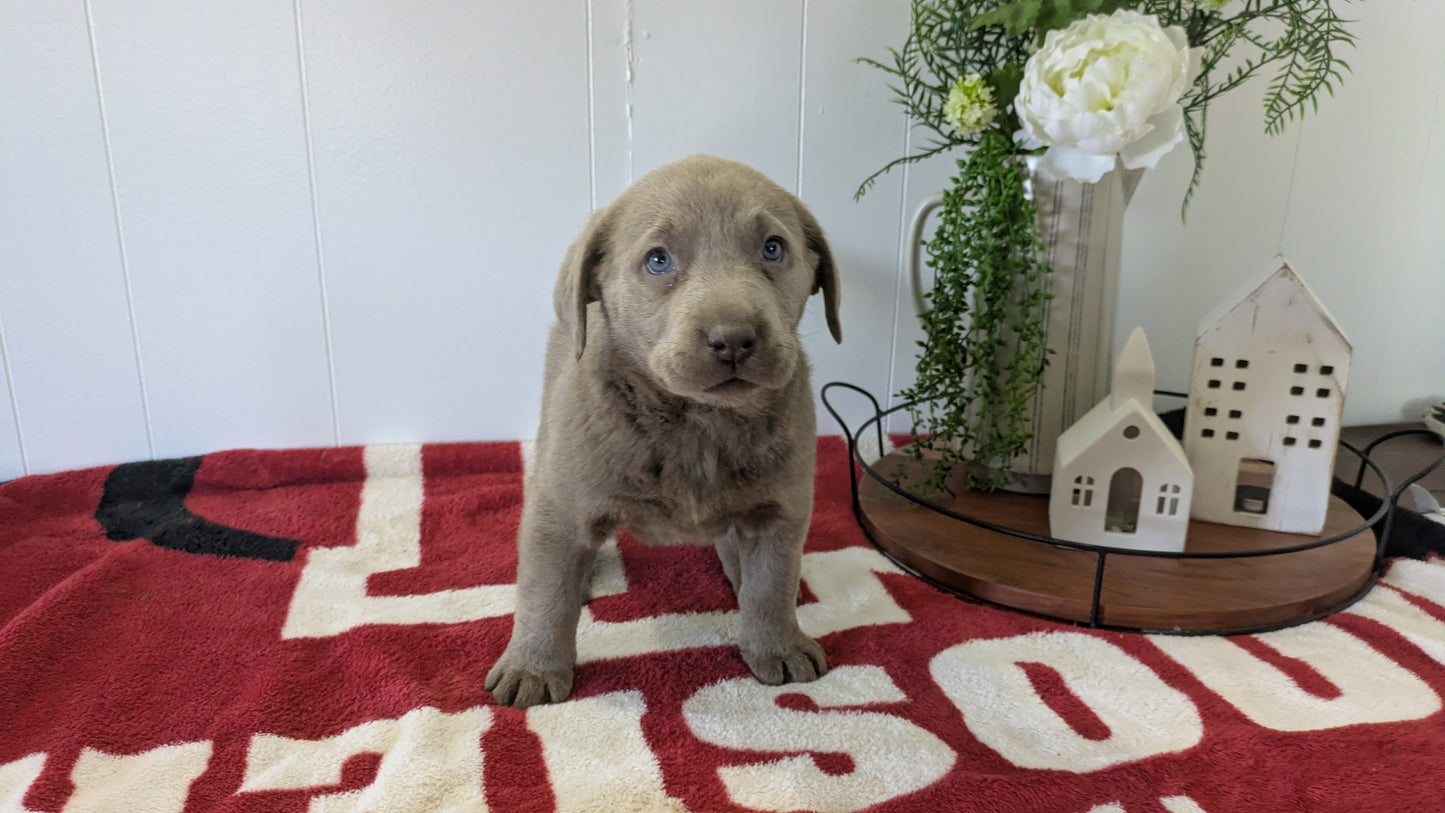 LABRADOR RETRIEVER (11/03) FEMALE