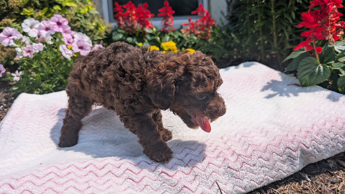 TOY POODLE (06/23) FEMALE