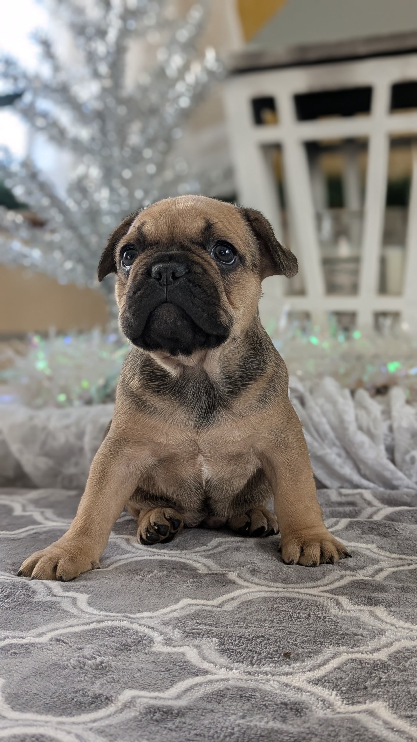 FRENCH BULLDOG (10/12) FEMALE