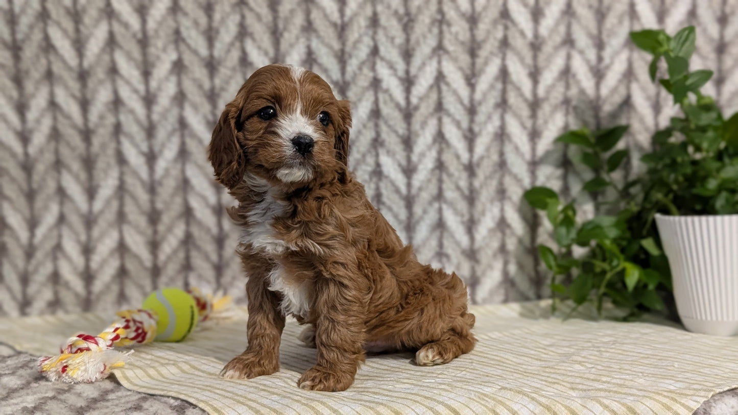 CAVAPOO (JAN 11) MALES