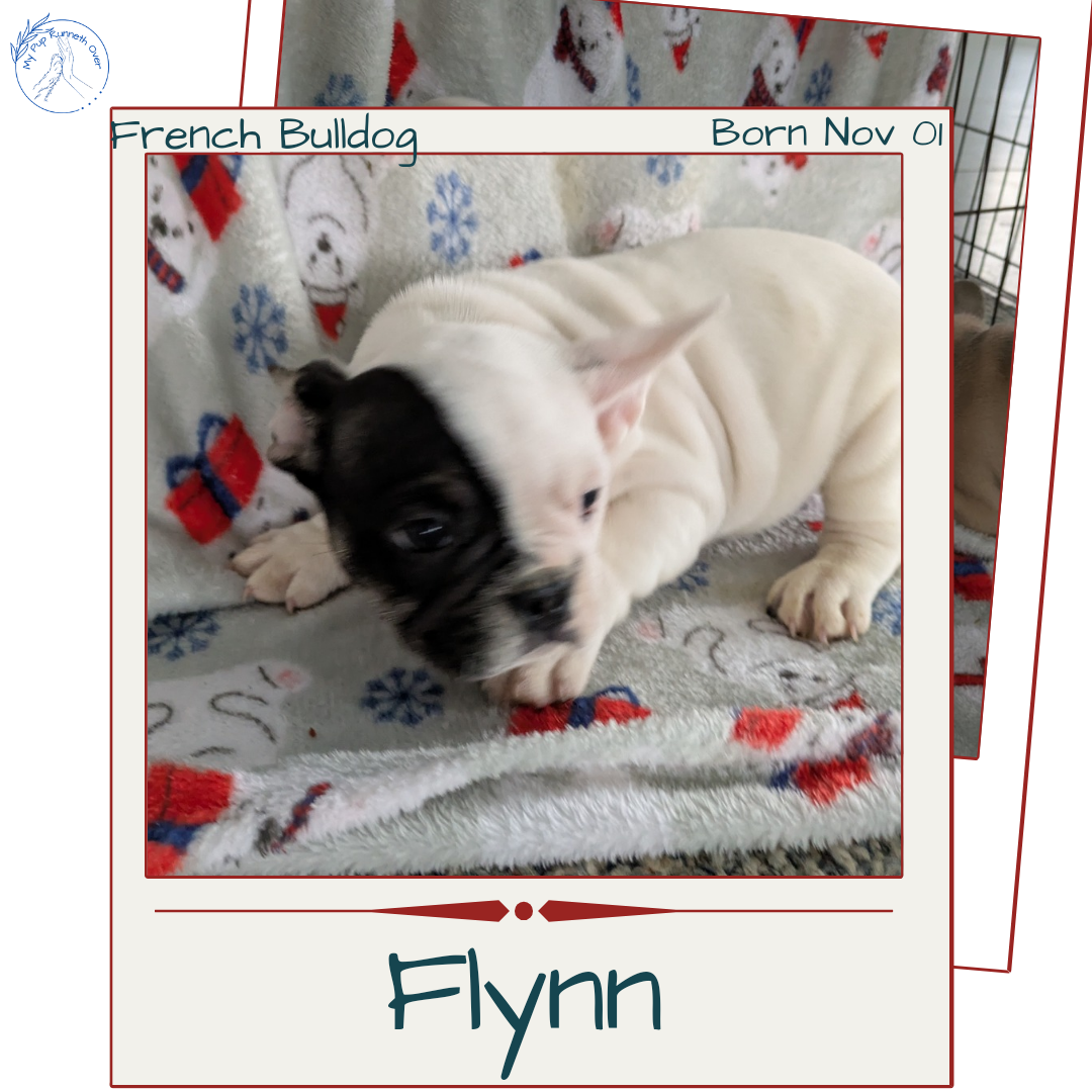 FRENCH BULLDOG (11/01) MALE