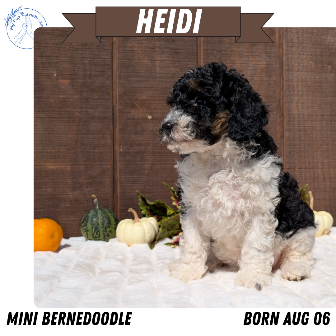 MINI BERNEDOODLE (08/06) FEMALE