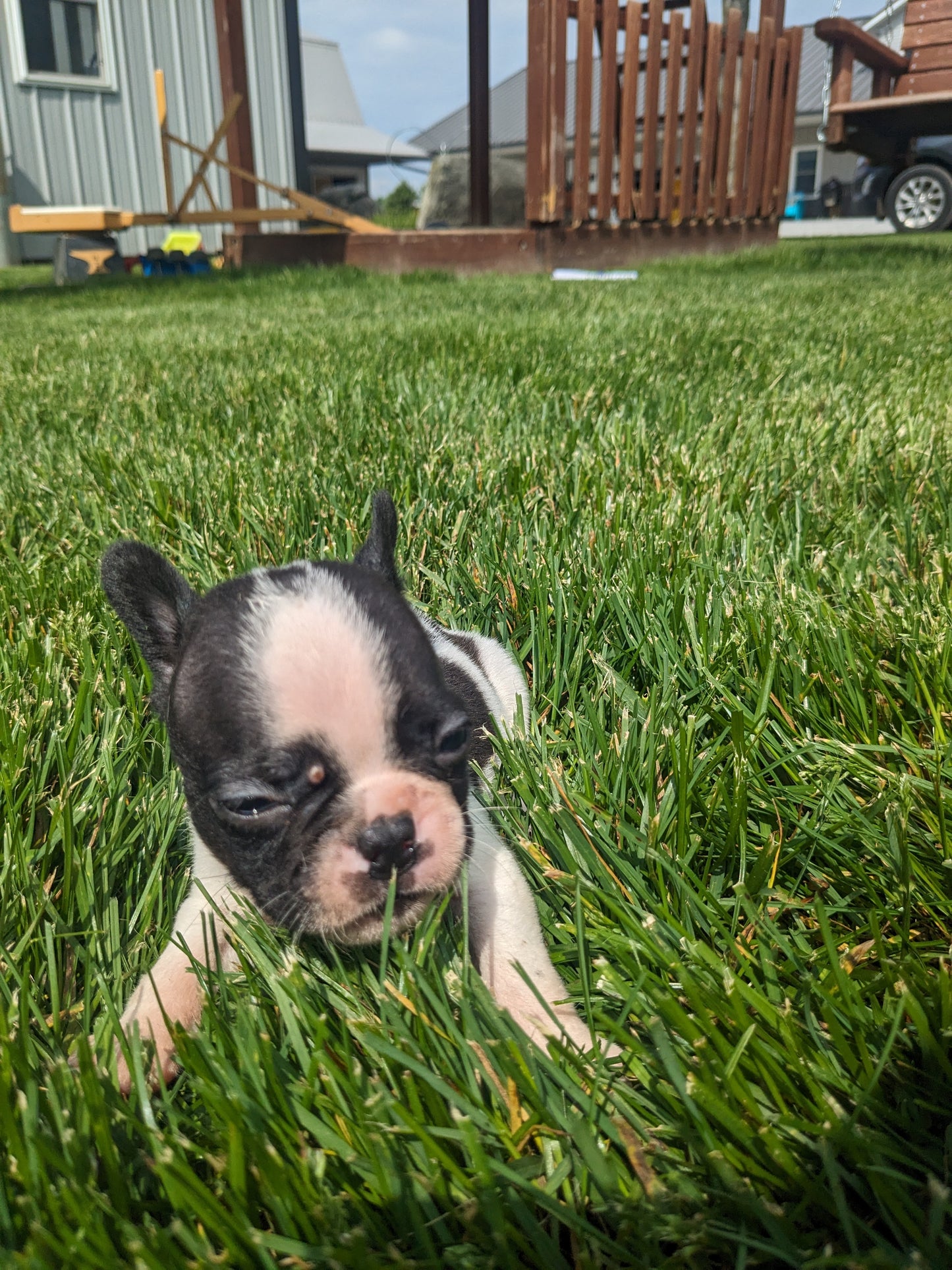 FRENCHTON (04/11) MALE