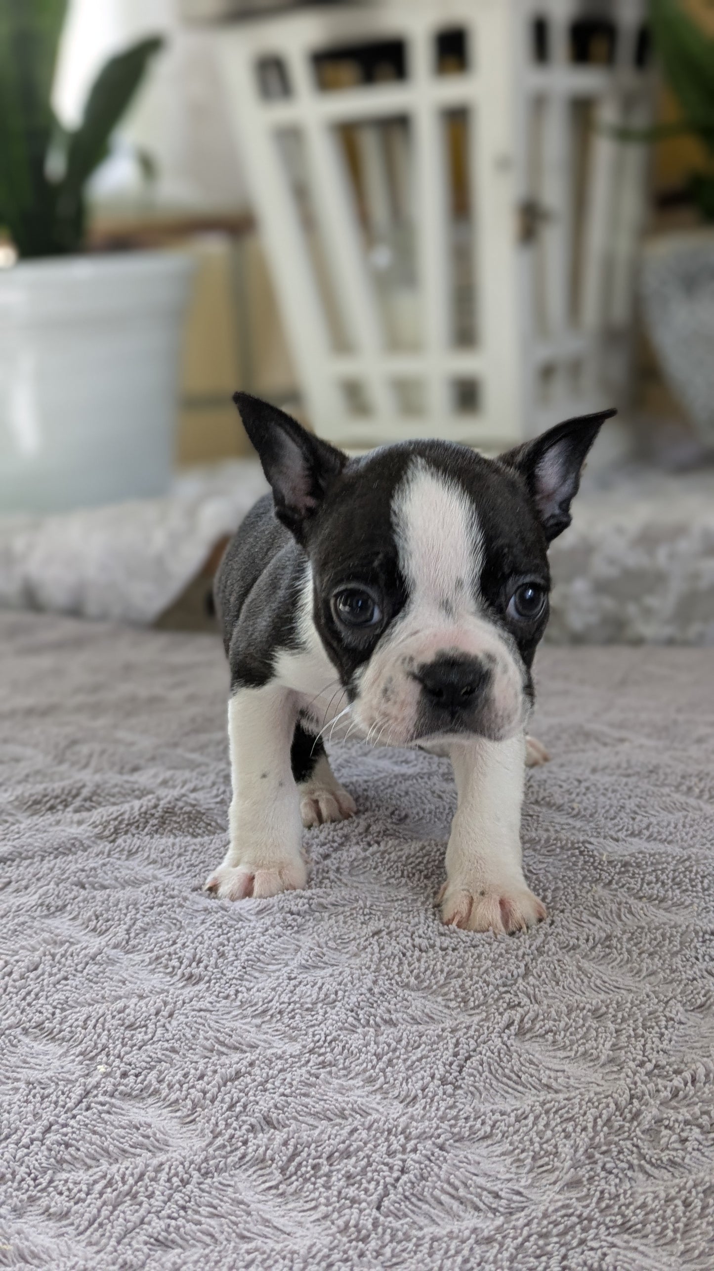 BOSTON TERRIER (12/09) FEMALE