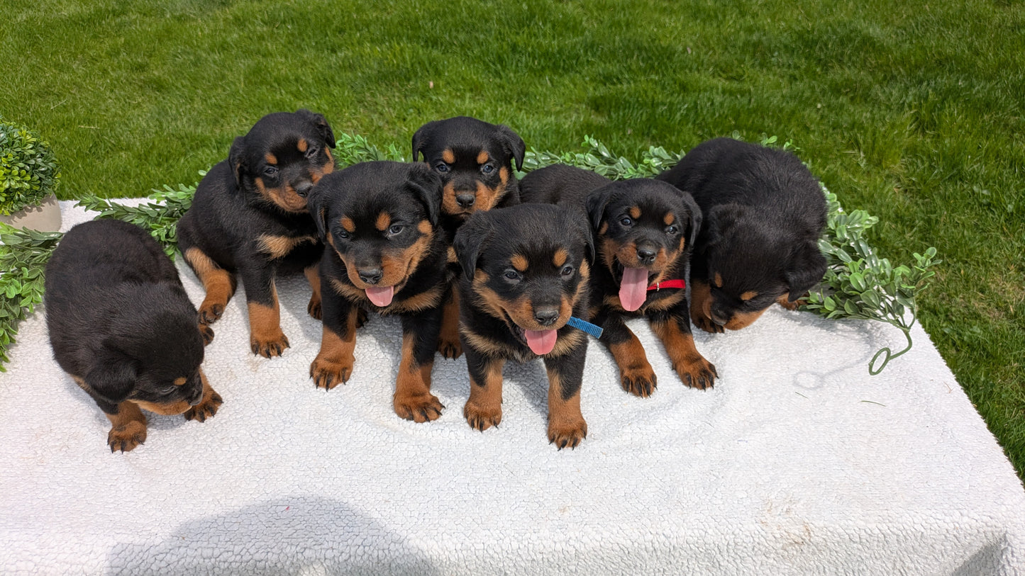 ROTTWEILER (03/18) MALE