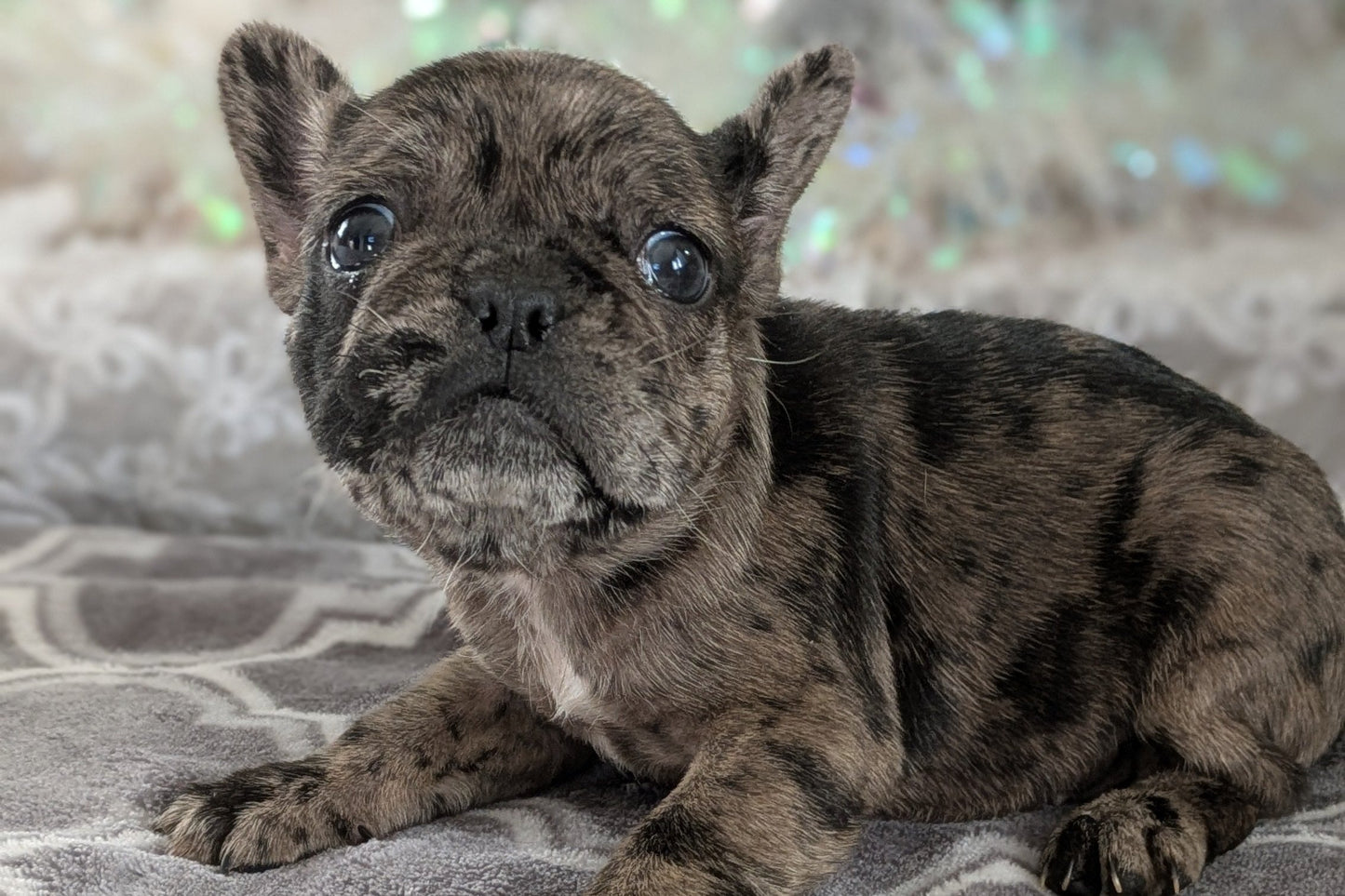 FRENCH BULLDOG (10/12) FEMALE