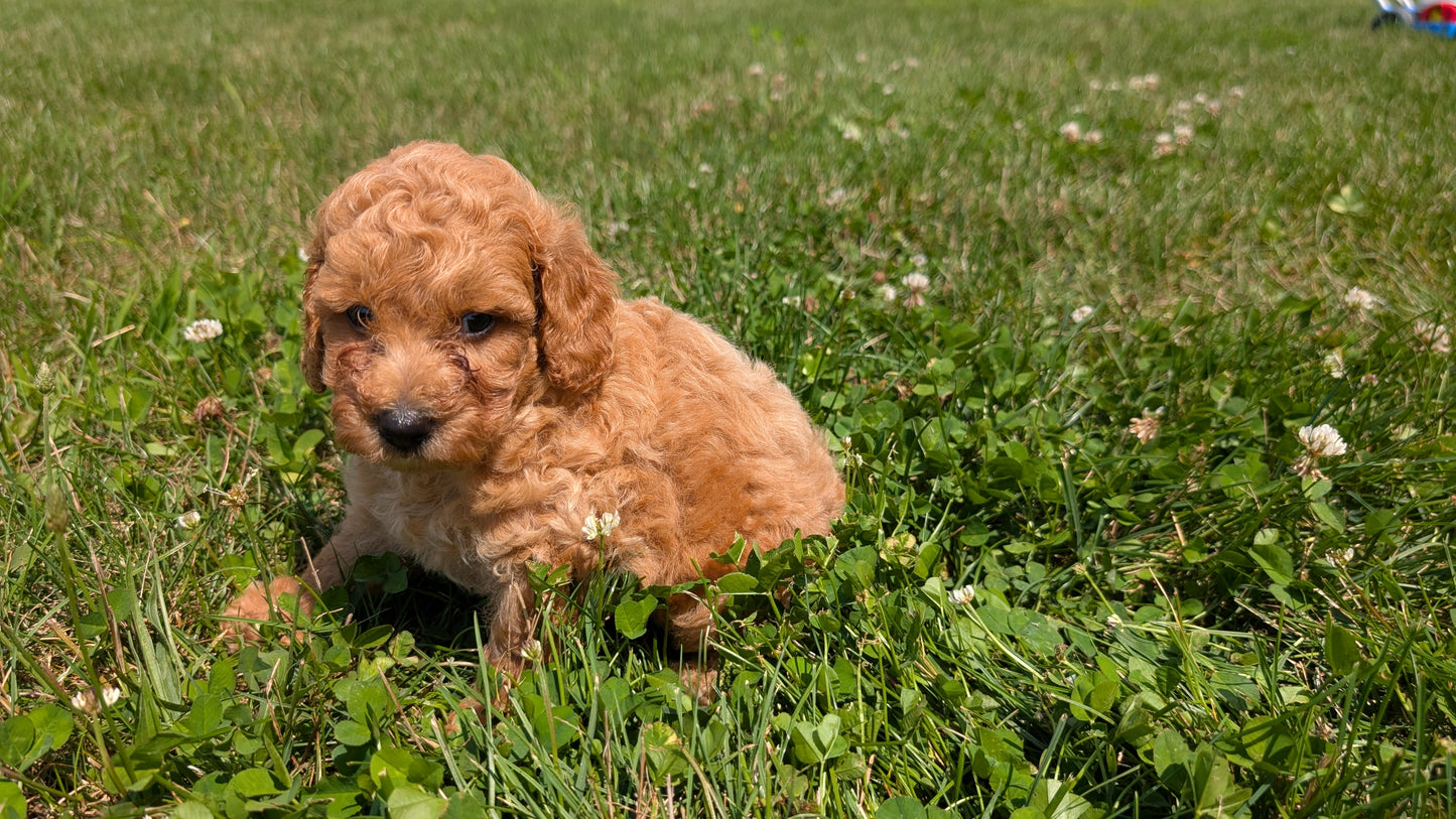 MINI POODLE (06/29) MALE