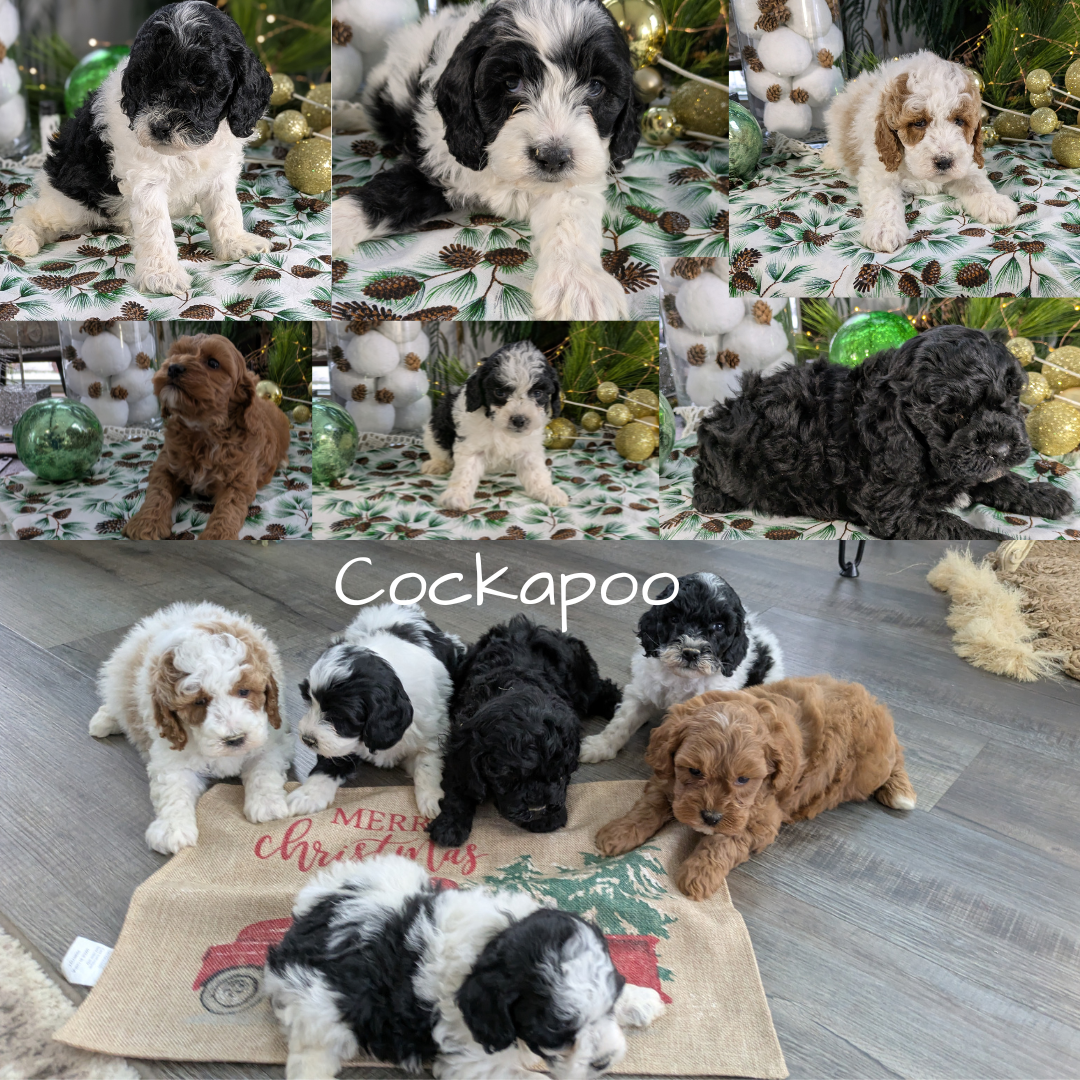 COCKAPOO (10/14) MALE