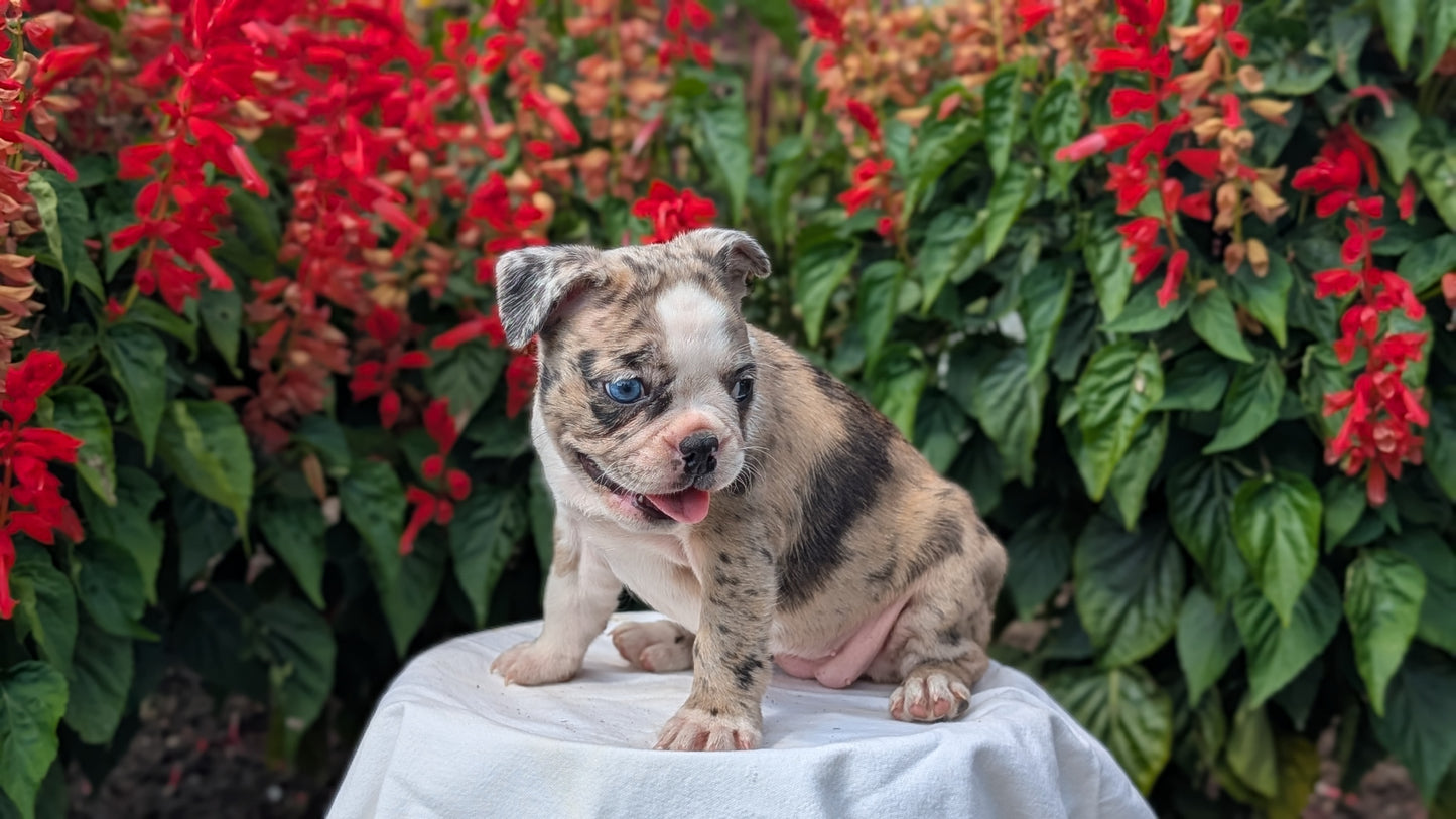 FRENCHTON (06/25) FEMALE