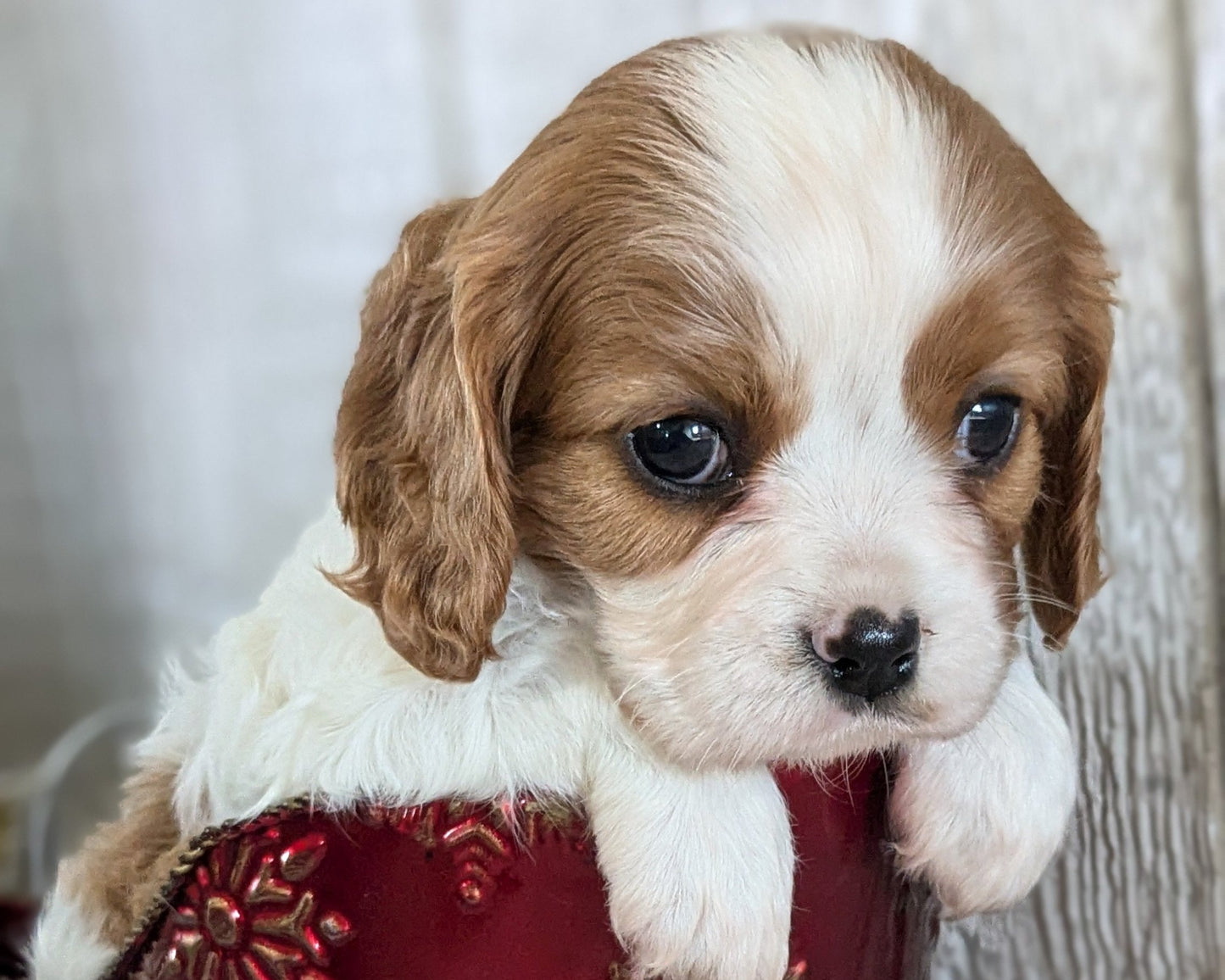 CAVALIER (09/12) FEMALE