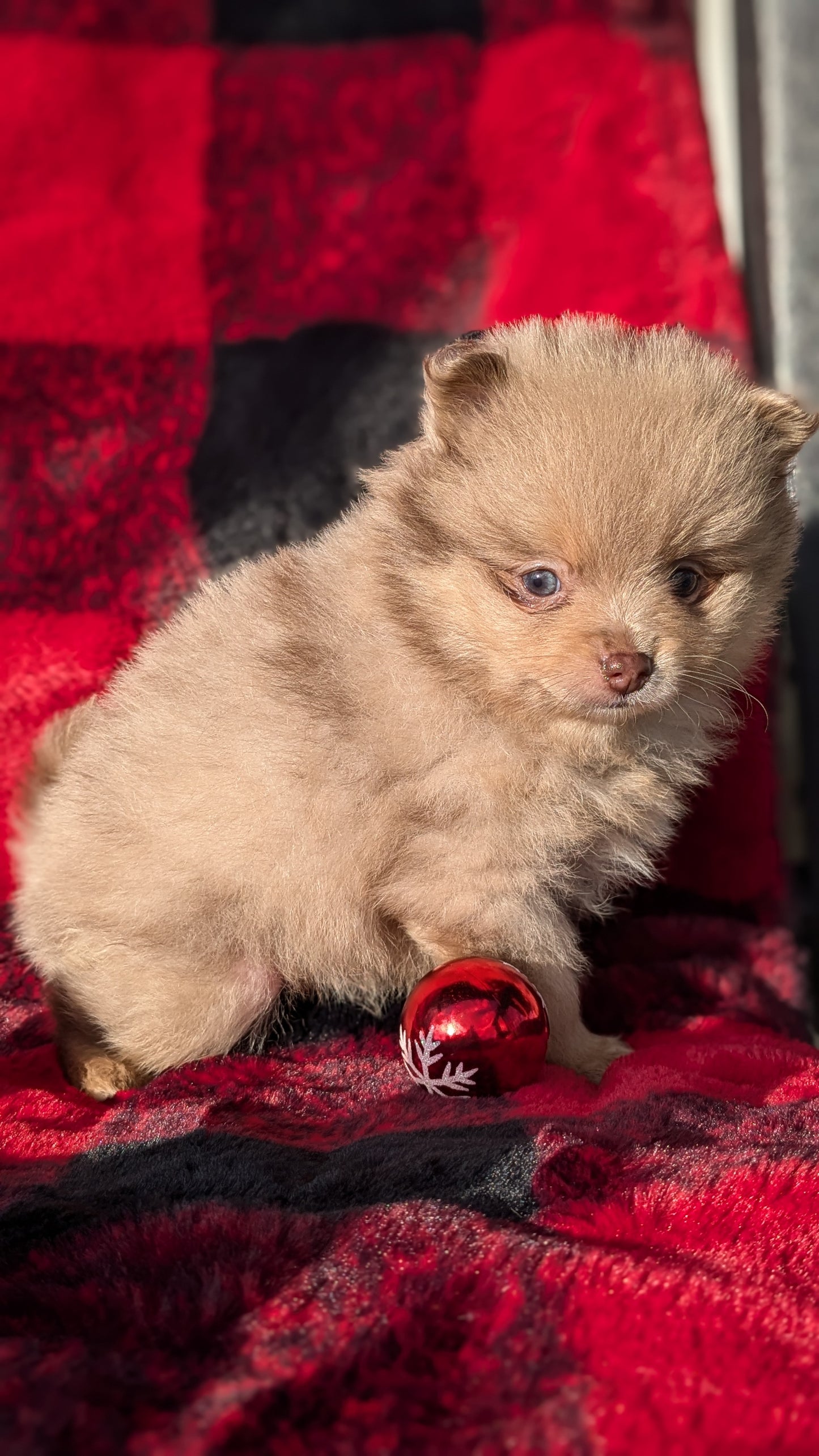 POMERANIAM (10/01) MALE