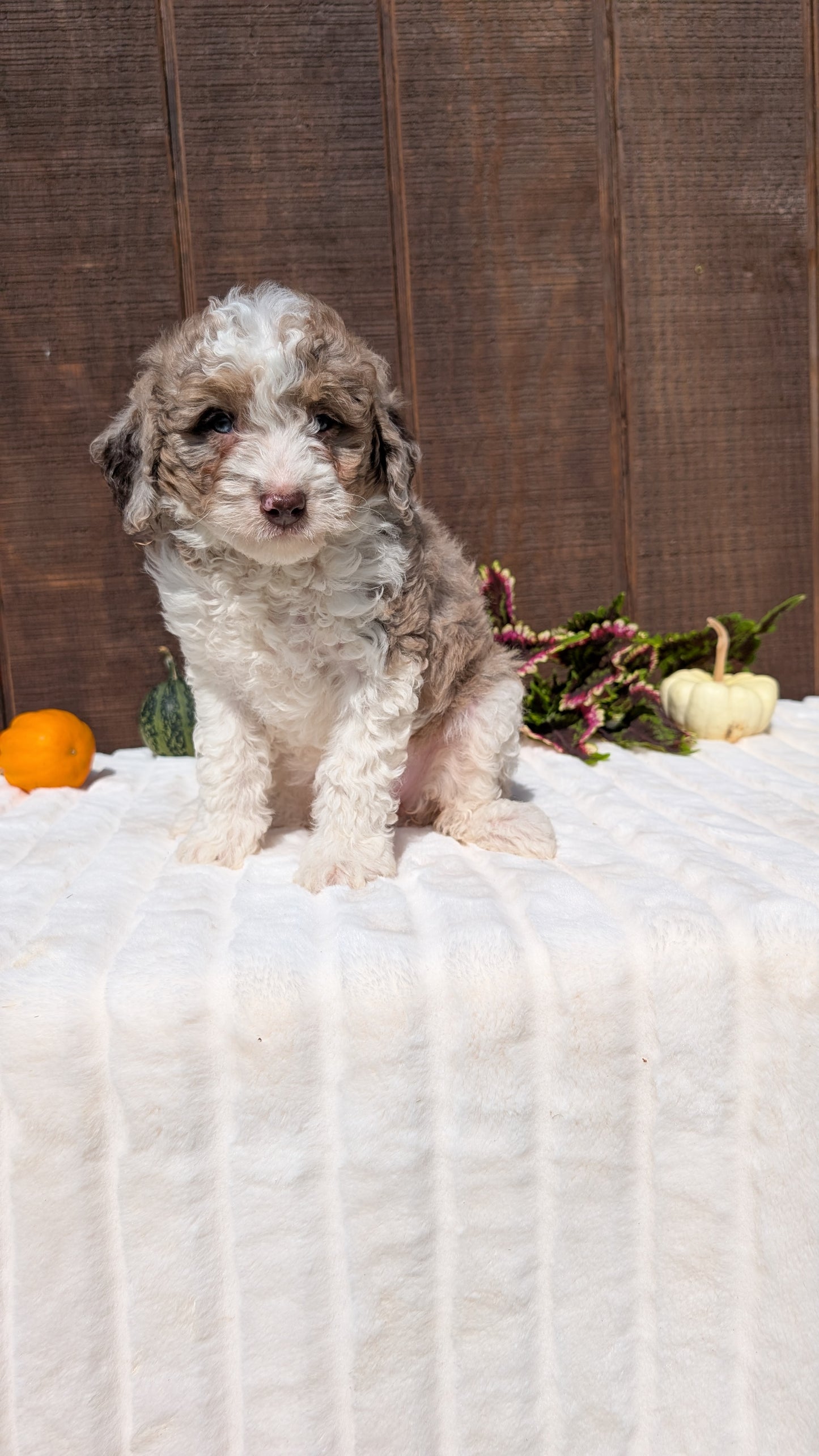 MINI BERNEDOODLE (08/06) FEMALE