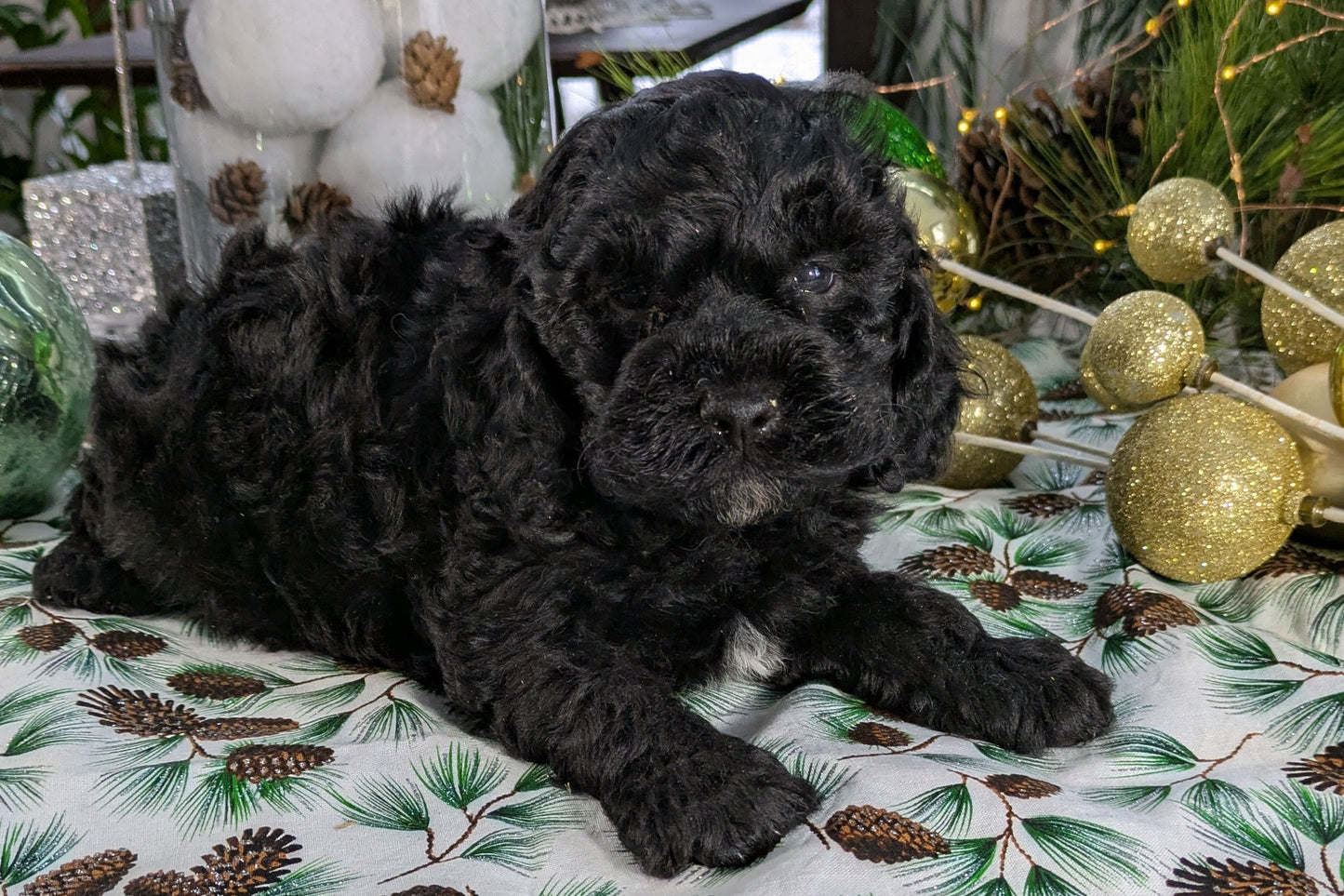 COCKAPOO (10/14) MALE