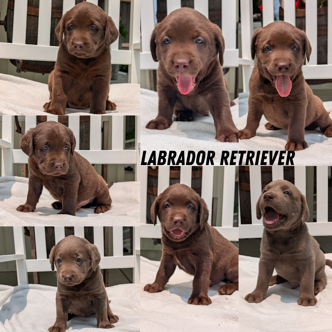 LABRADOR RETRIEVER (05/03) FEMALE