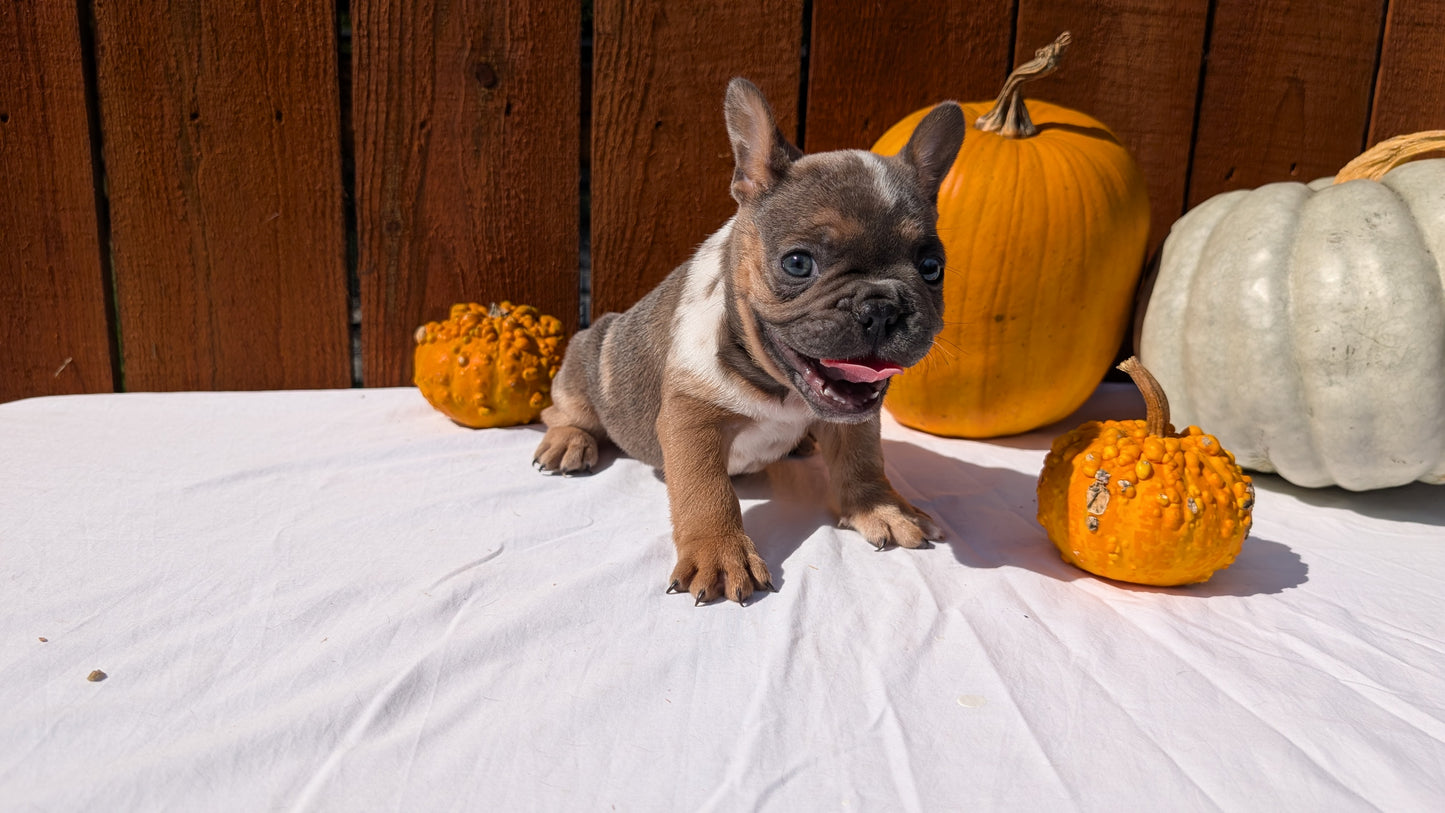 FRENCH BULLDOG (08/12) MALE