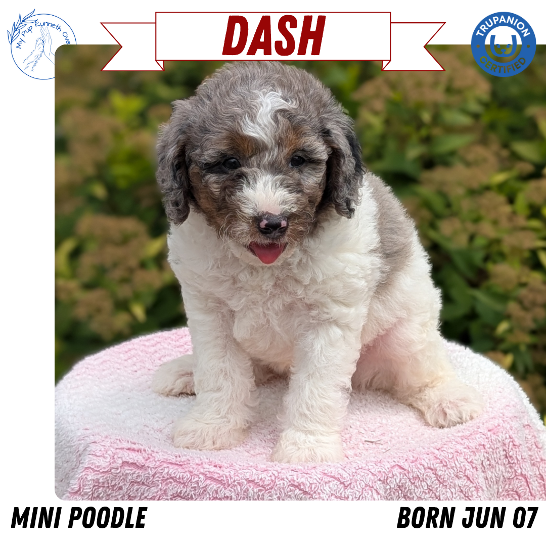 MINI POODLE (06/07) MALE