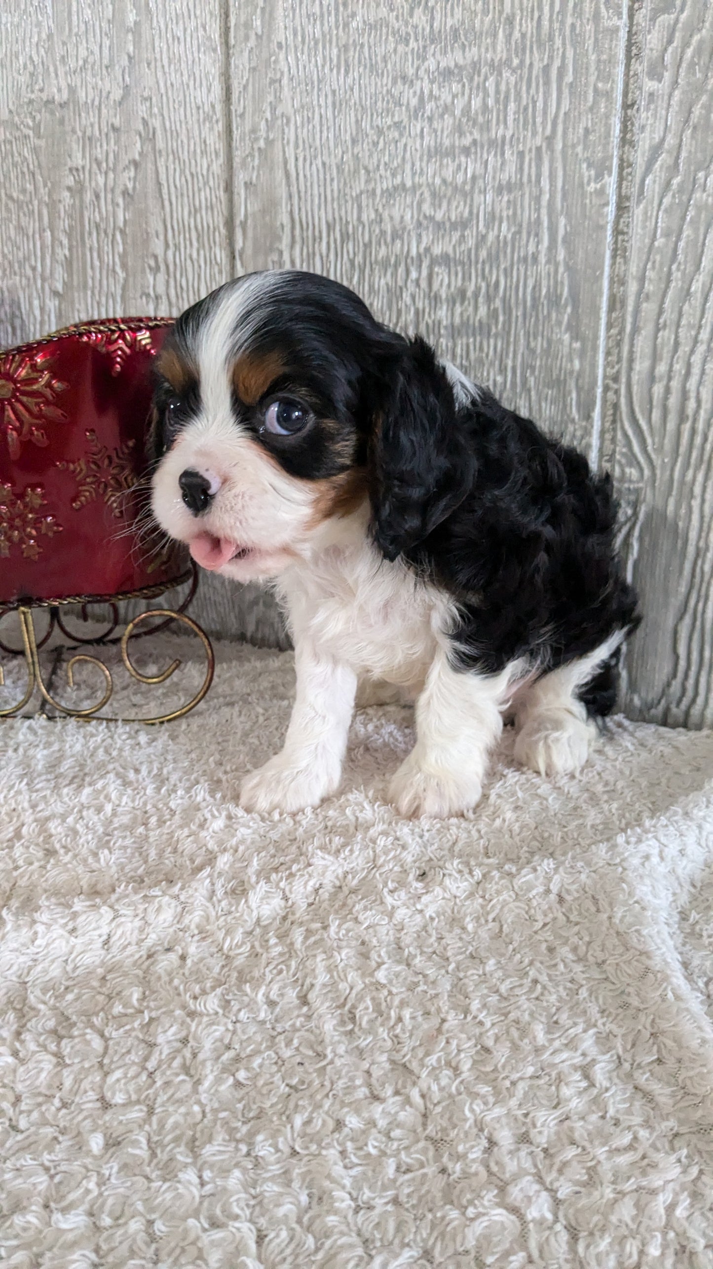 CAVALIER (09/12) MALE