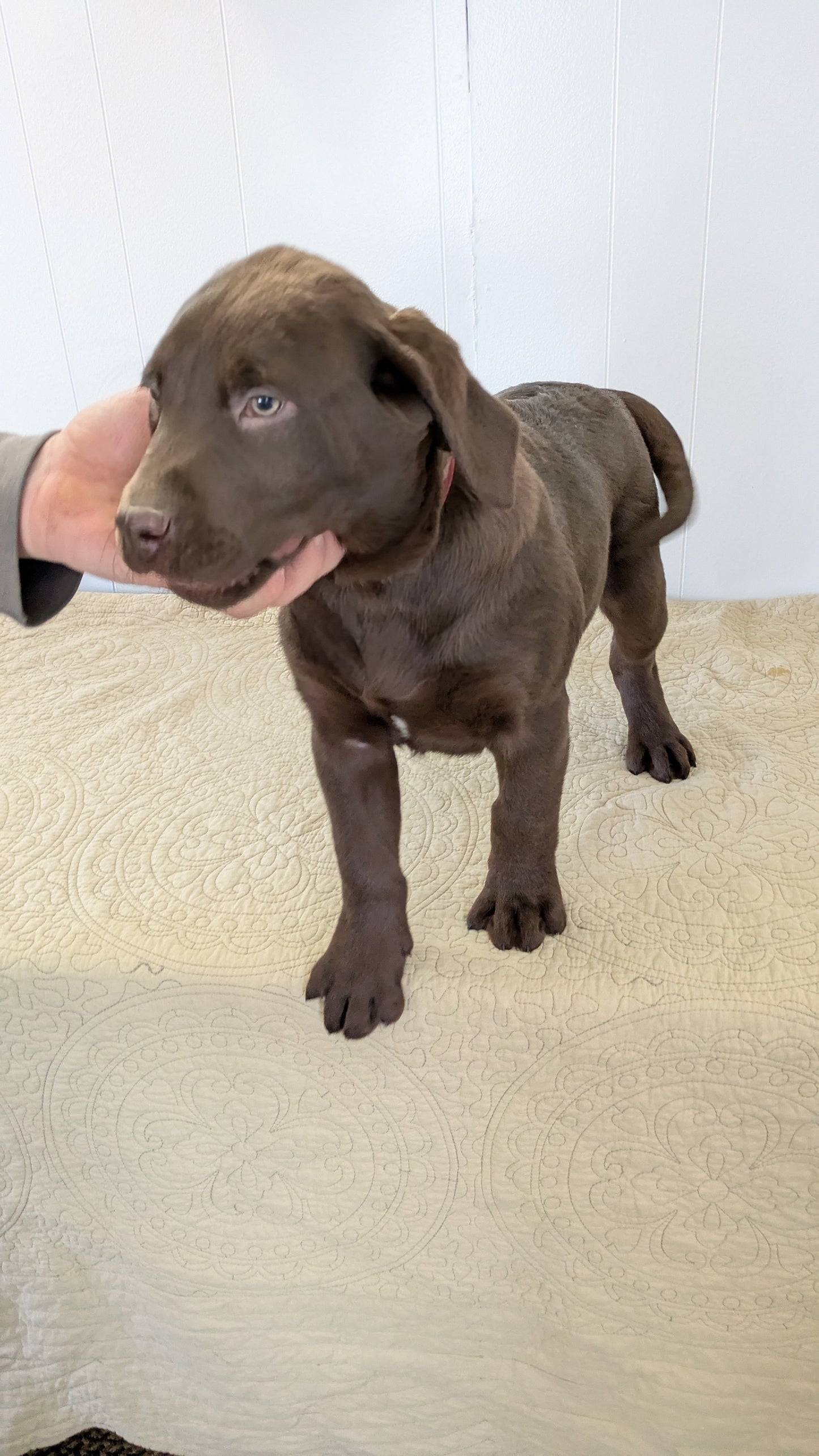 LABRADOR RETRIEVER (11/03) MALE