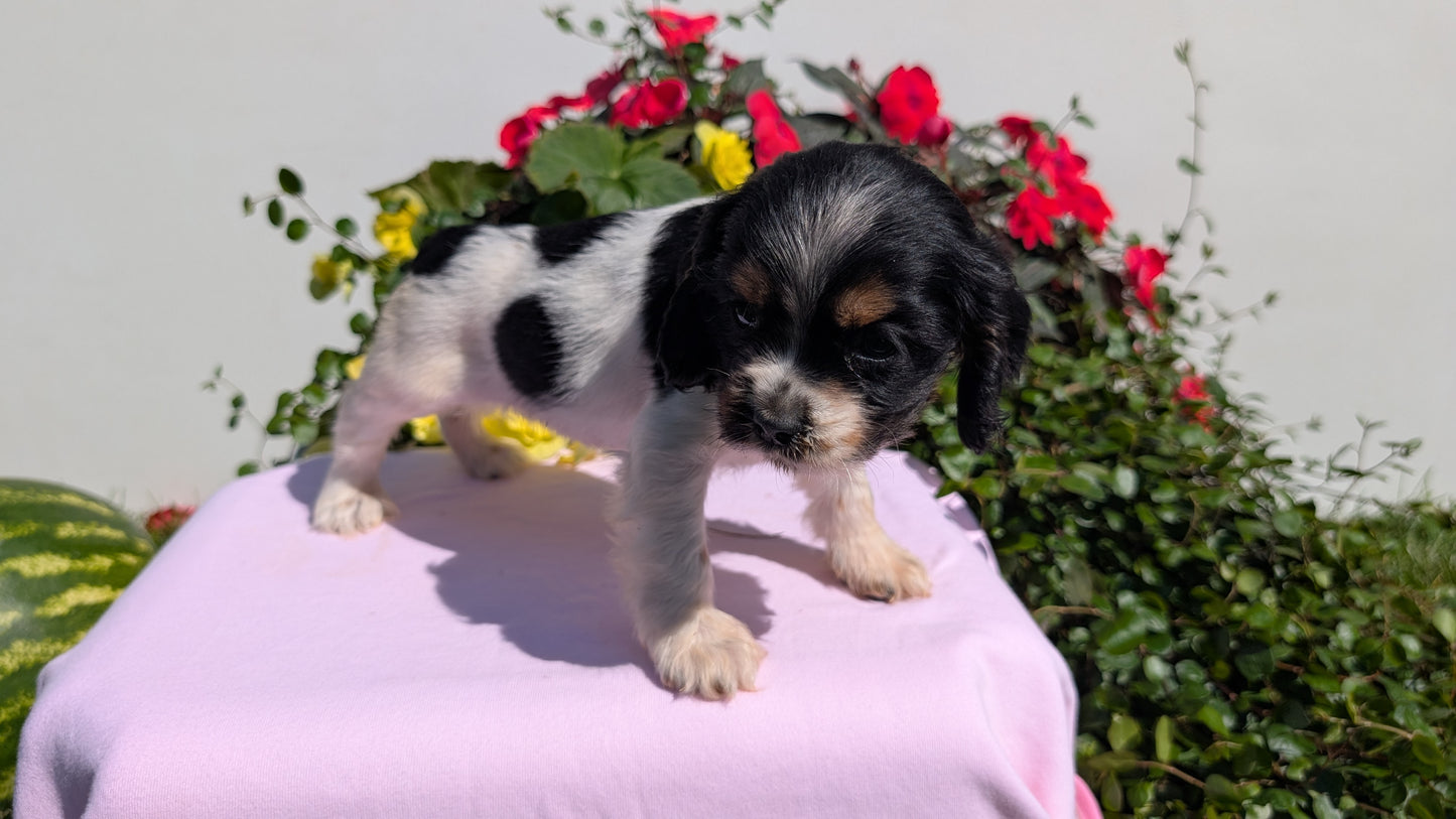 COCKER SPANIEL (07/16) FEMALE