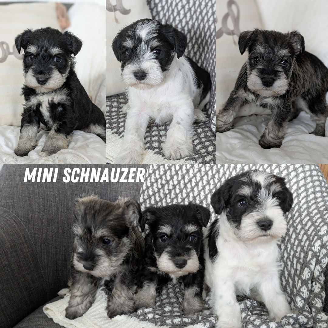 MINI SCHNAUZER (01/20) FEMALE