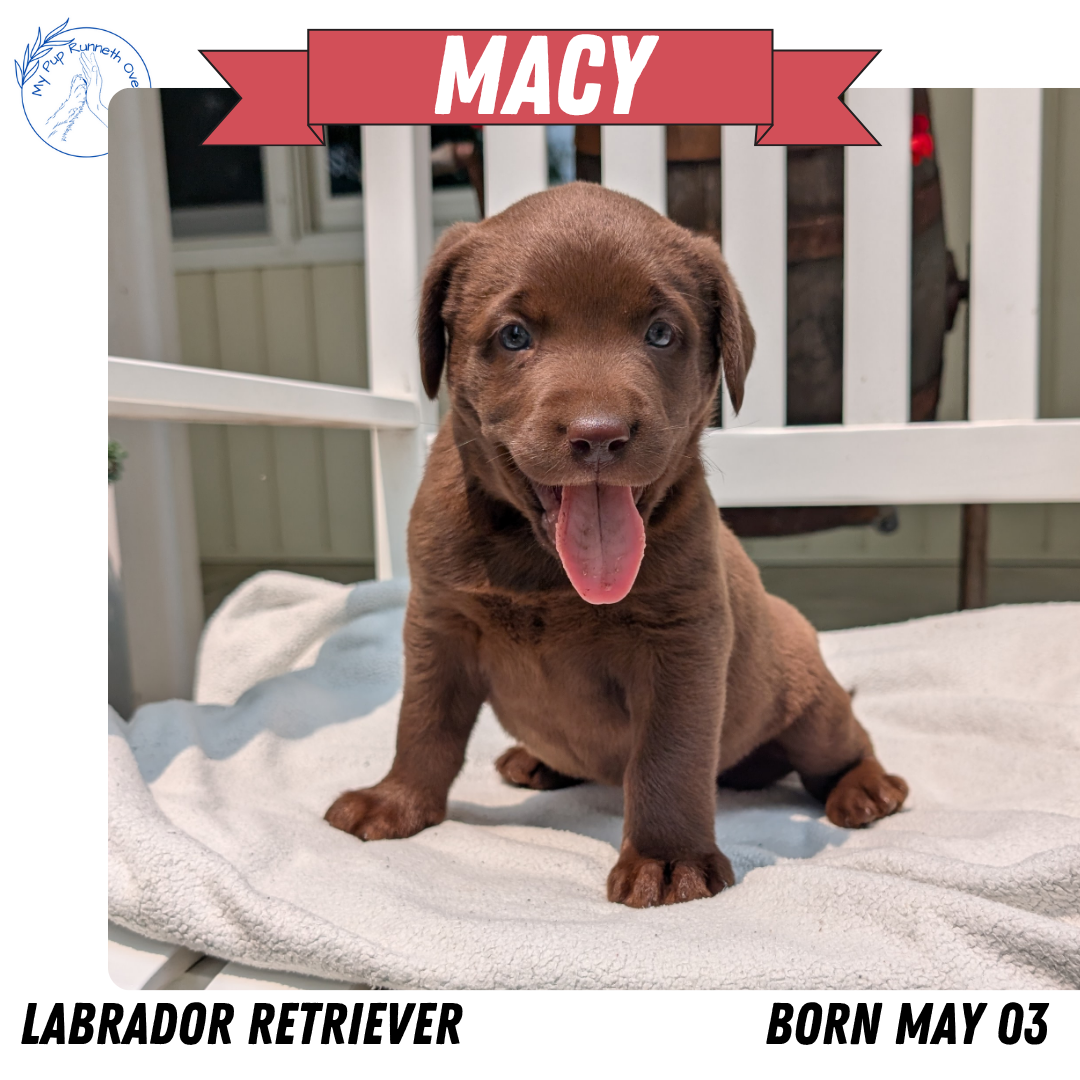 LABRADOR RETRIEVER (05/03) FEMALE