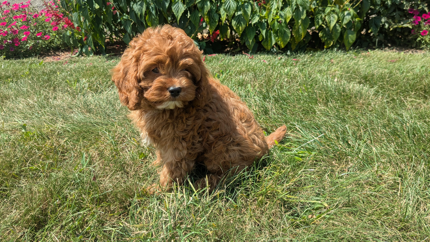 CAVAPOO (06/05) MALE