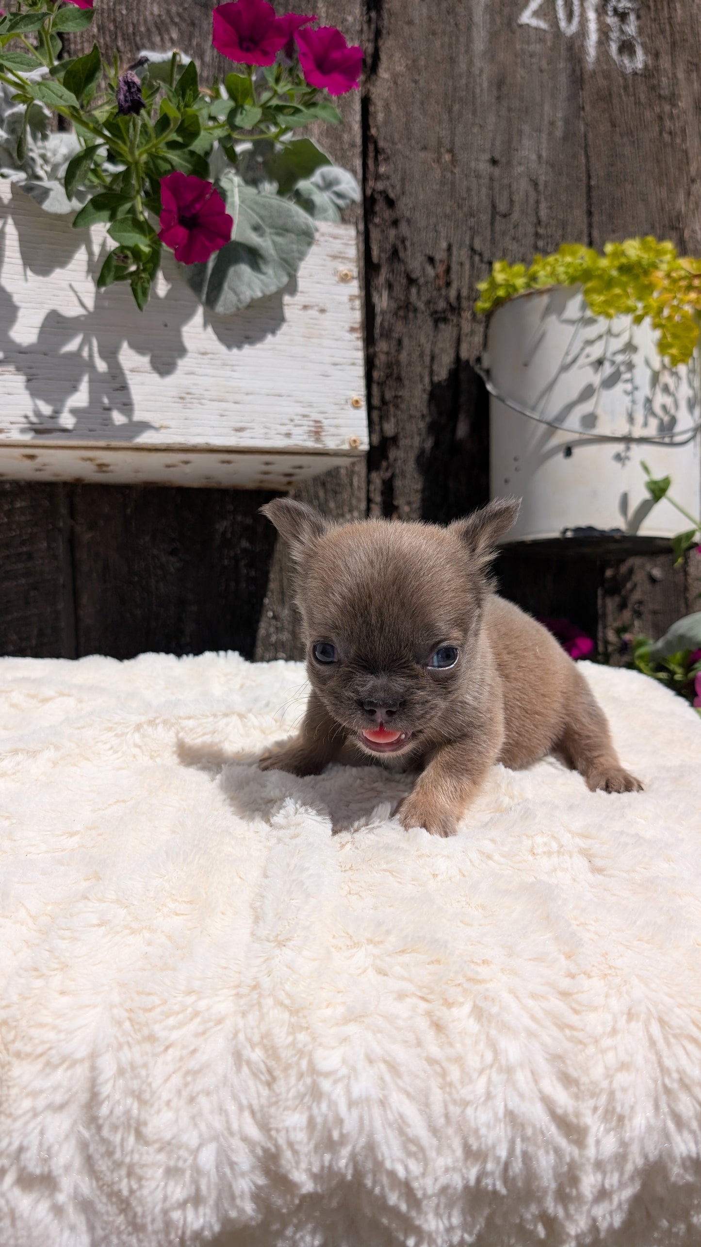 FRENCH BULLDOG (05/07) FEMALE