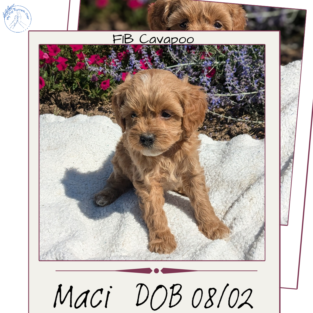 CAVAPOO (08/02) FEMALE