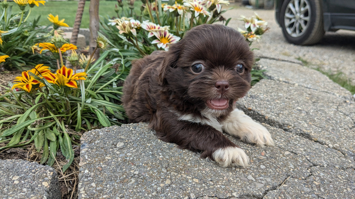 SHIH TZU (06/22) MALE