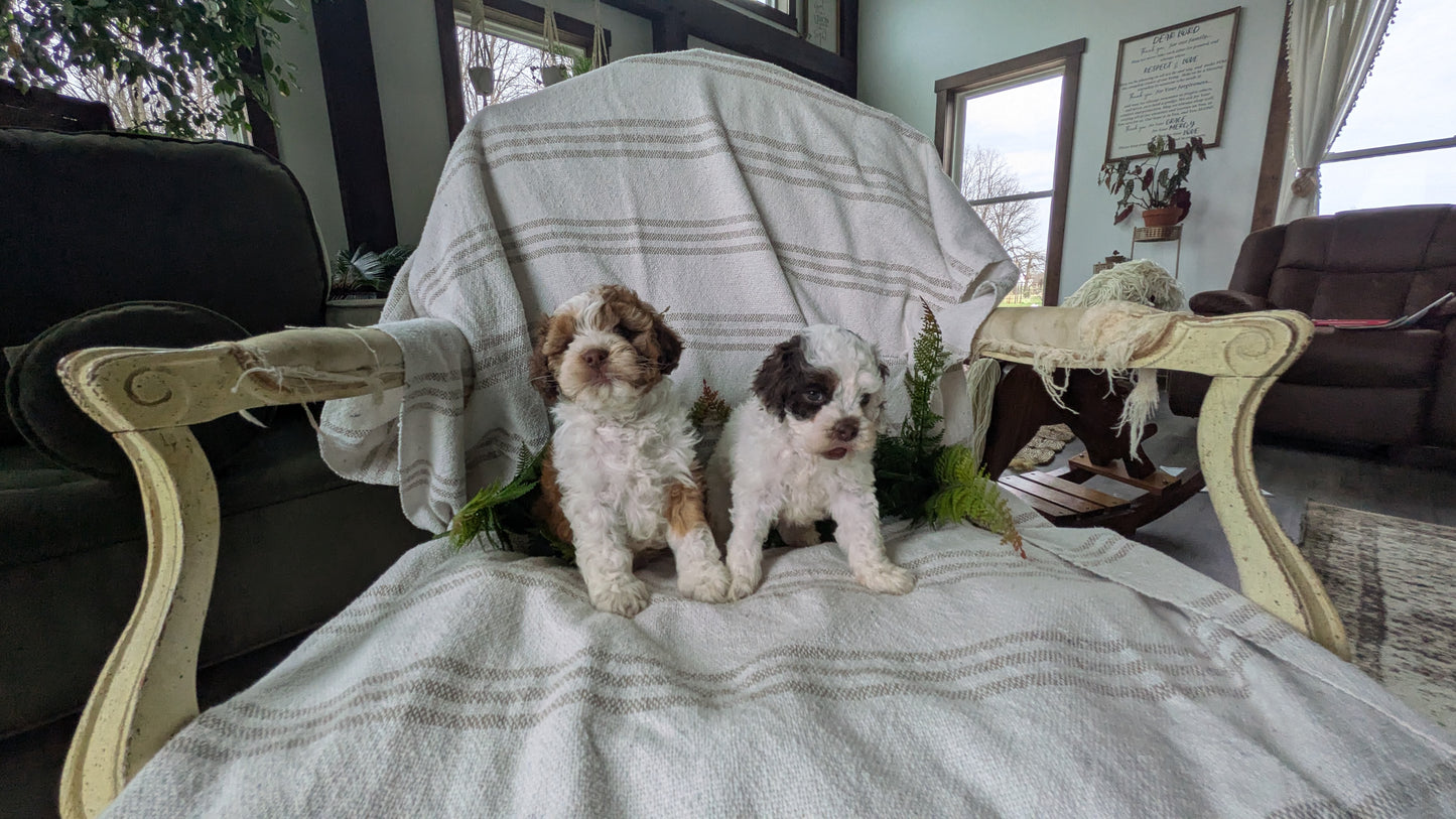 COCKAPOO (03/03) FEMALE