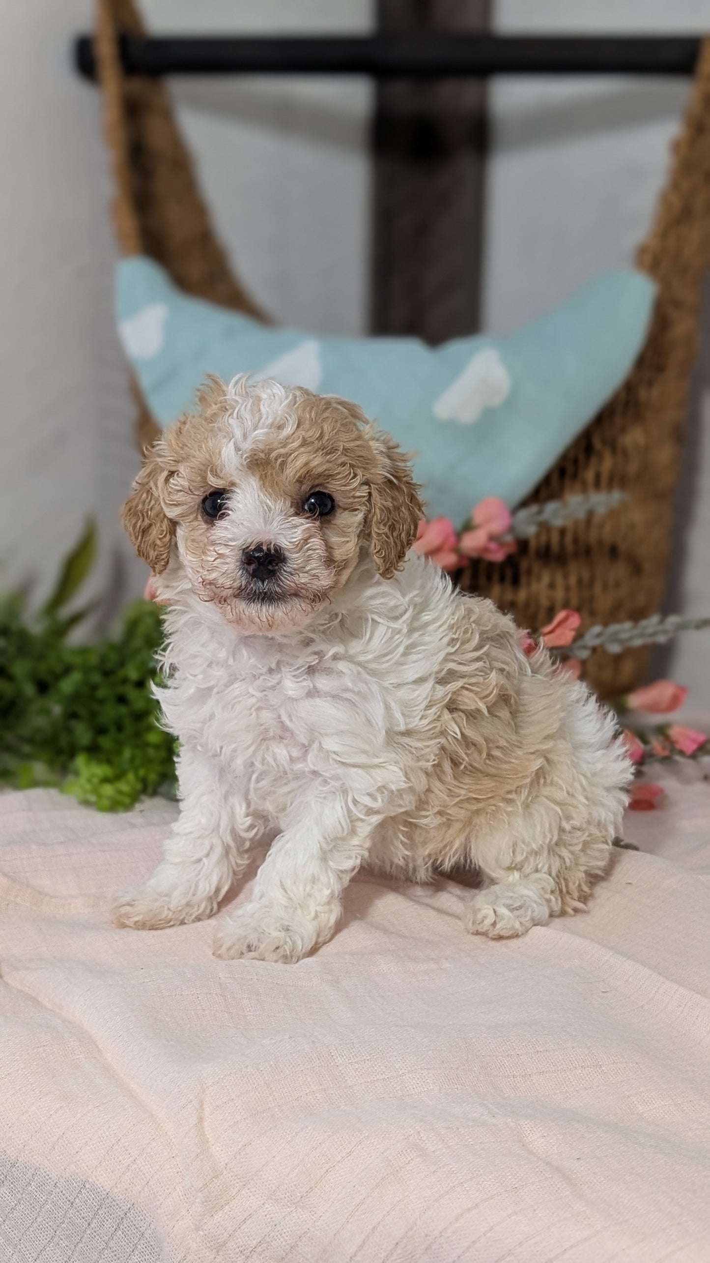 MINI POODLE (DEC 04) FEMALE