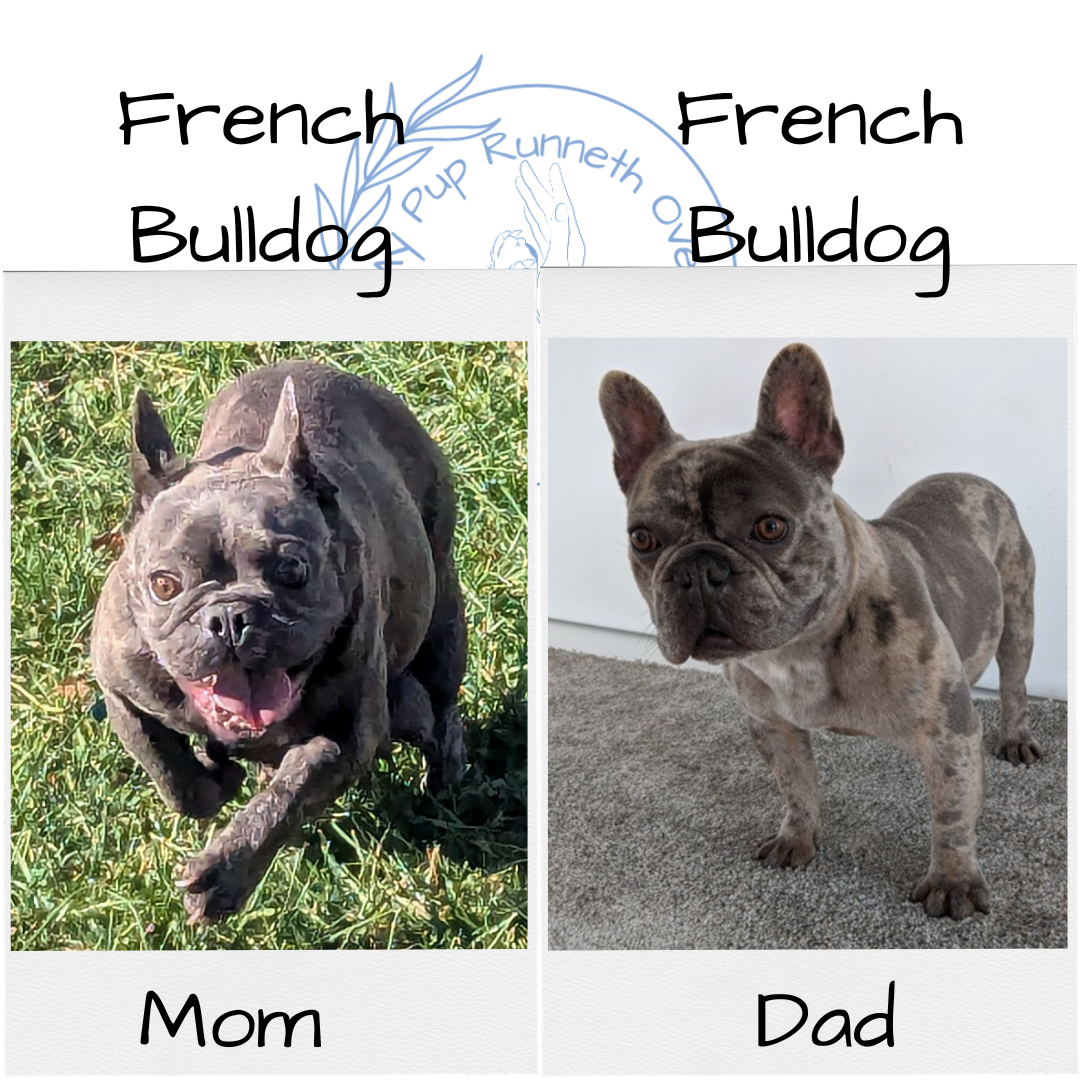 FRENCH BULLDOG (10/12) MALE