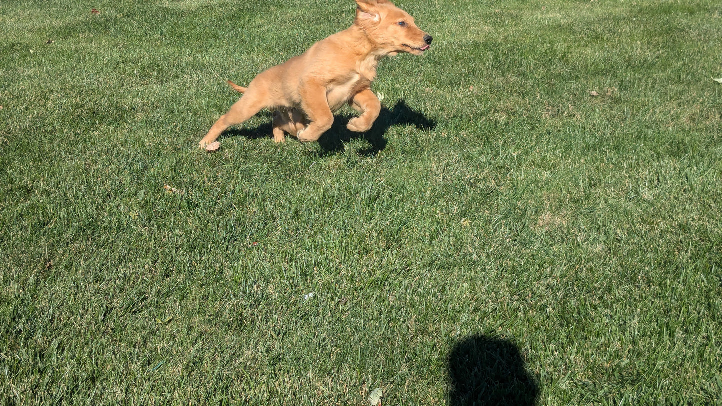 GOLDEN RETRIEVER (06/24) MALE