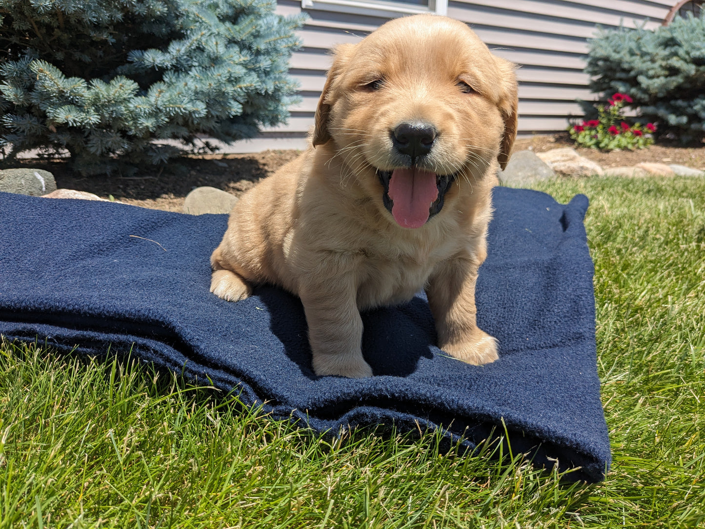 GOLDEN RETRIEVER (04/27) MALE