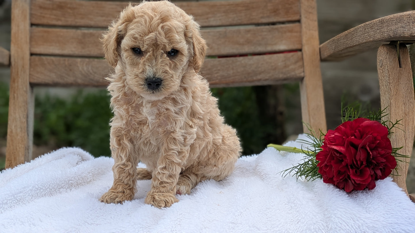 MINI POODLE (03/30) MALE