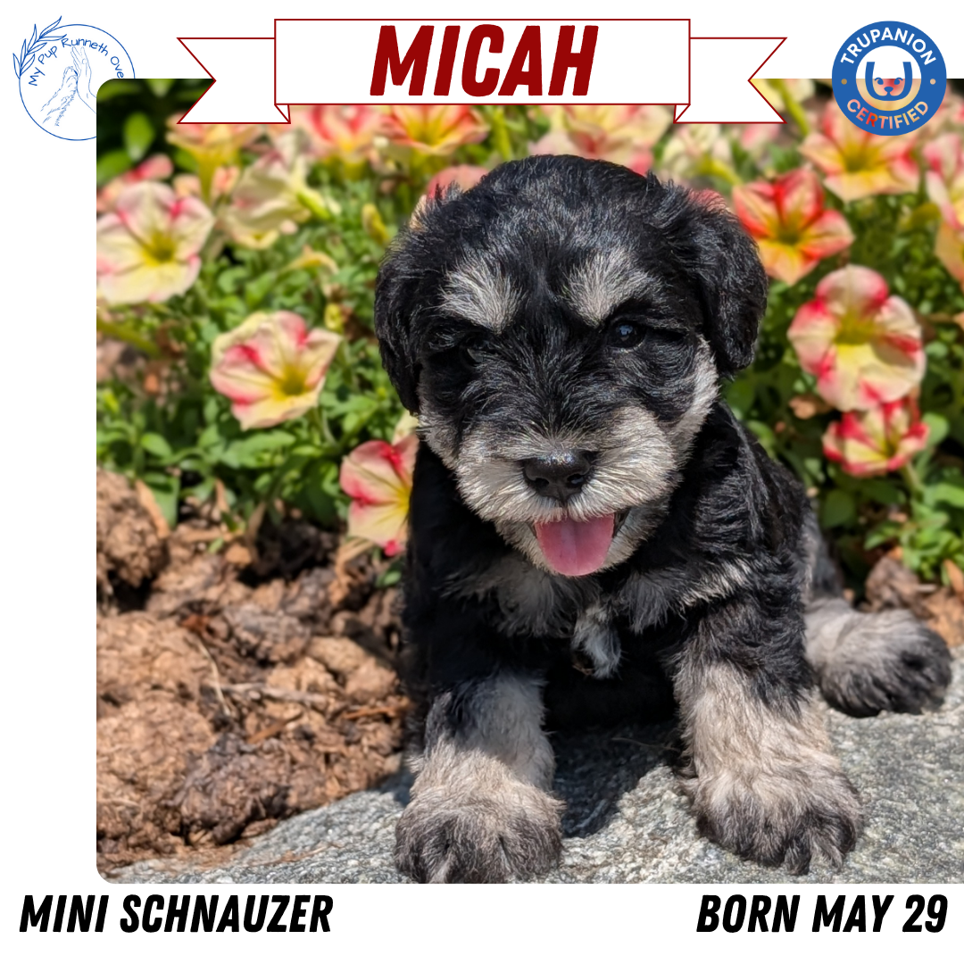 MINI SCHNAUZER (05/29) MALE