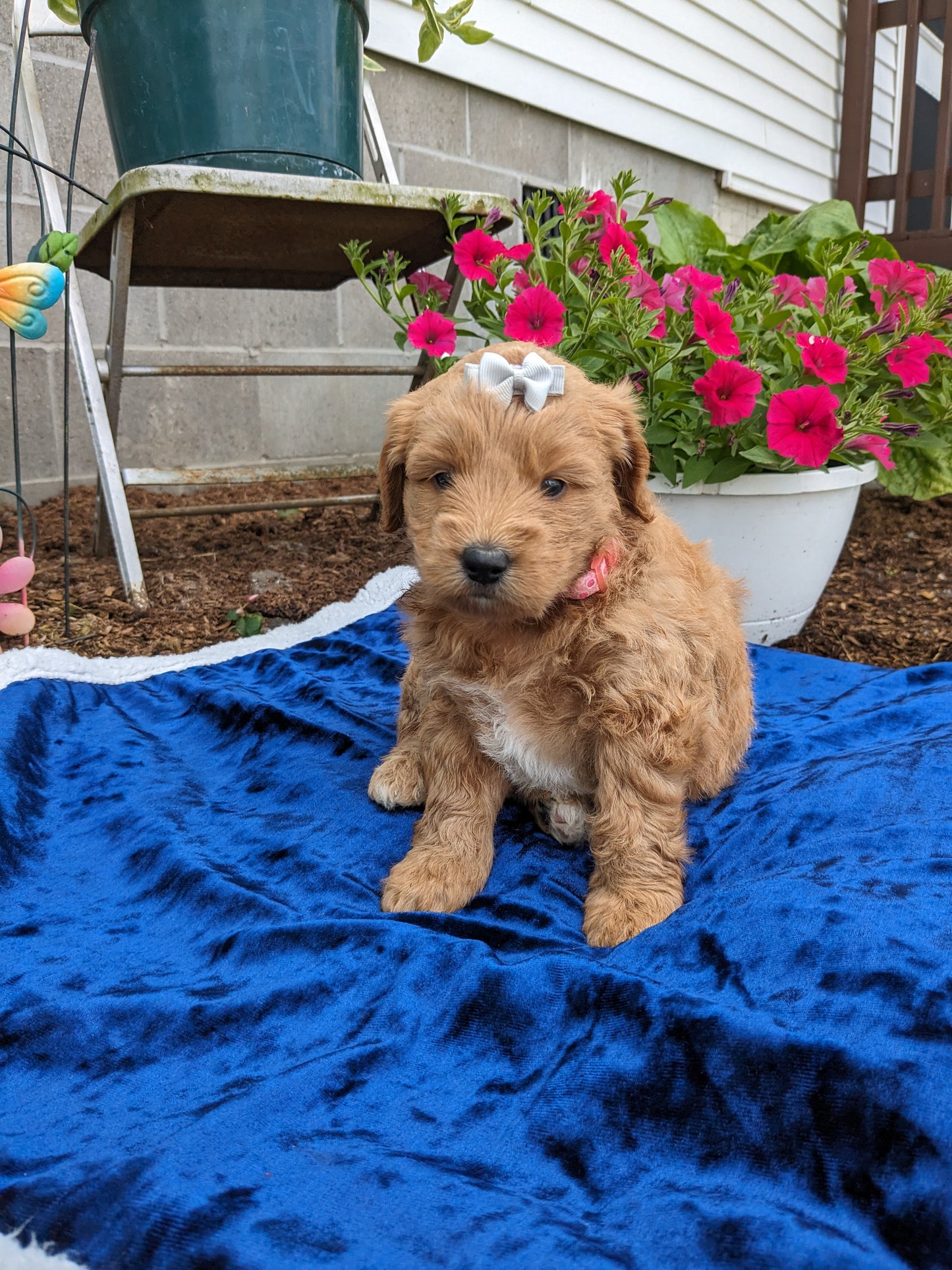 GOLDENDOODLE (05/03) FEMALE