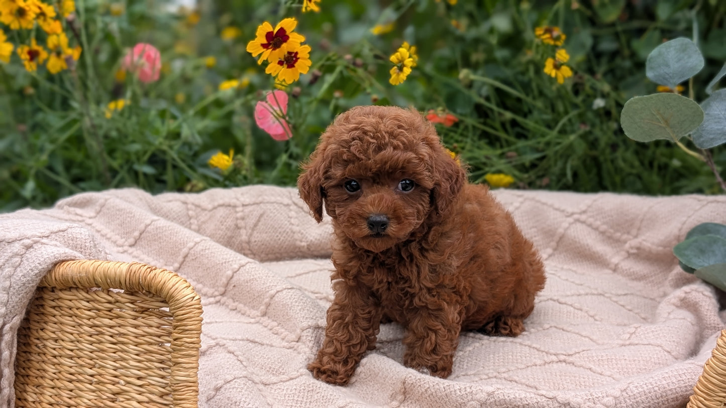 TOY POODLE (07/01) FEMALE