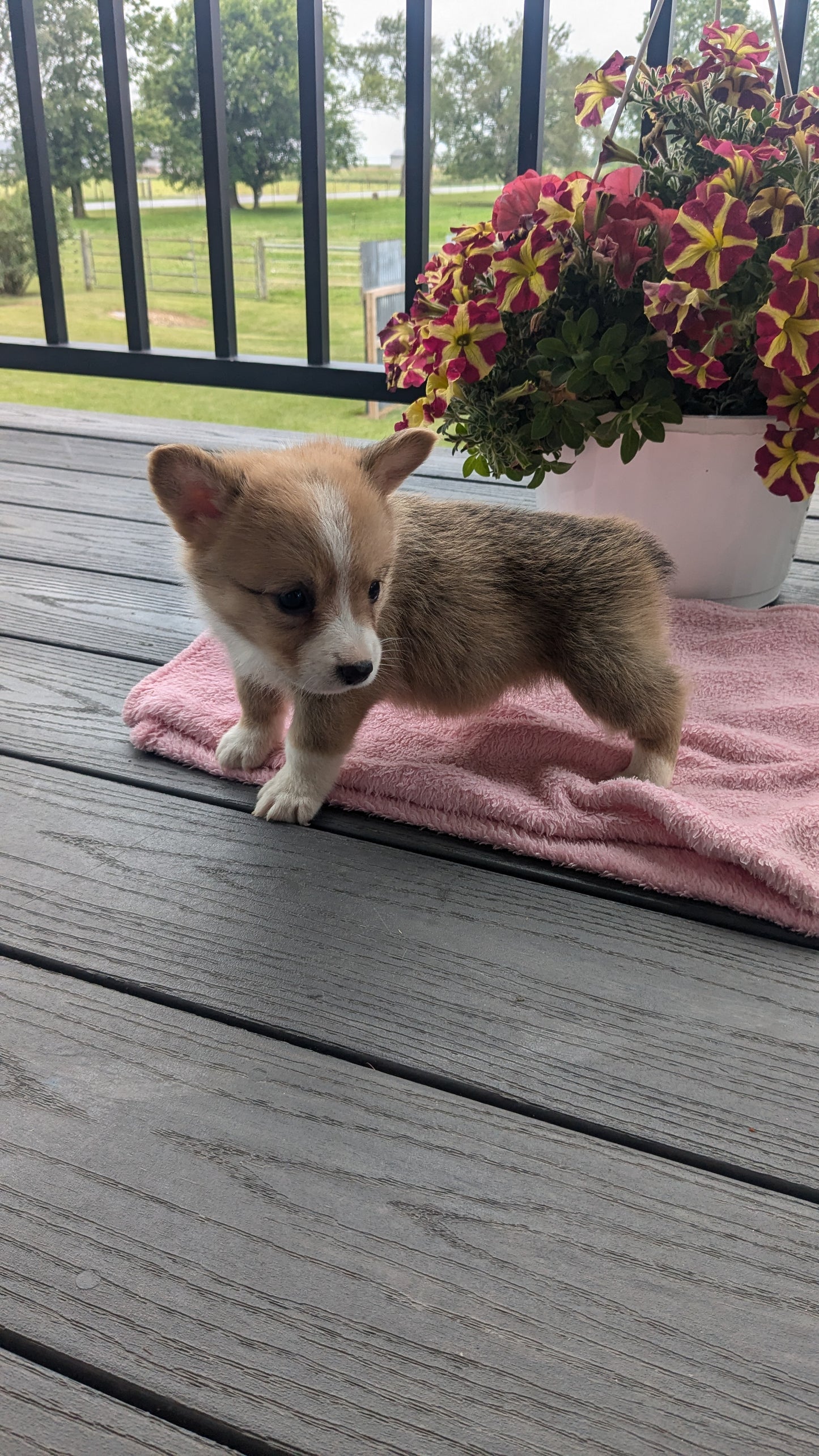 CORGI (06/02) FEMALE