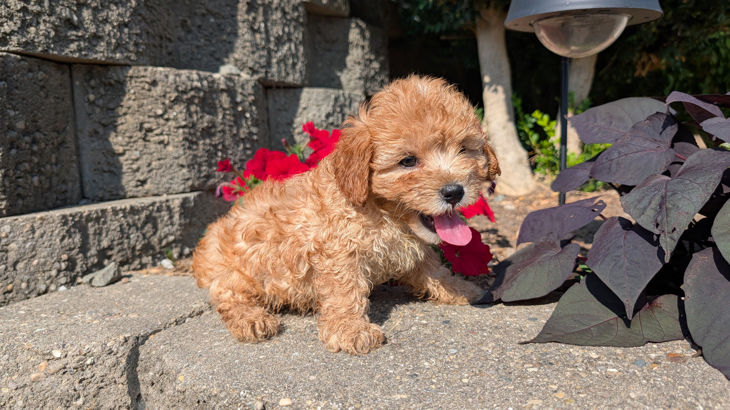 CAVAPOO (05/29) MALE