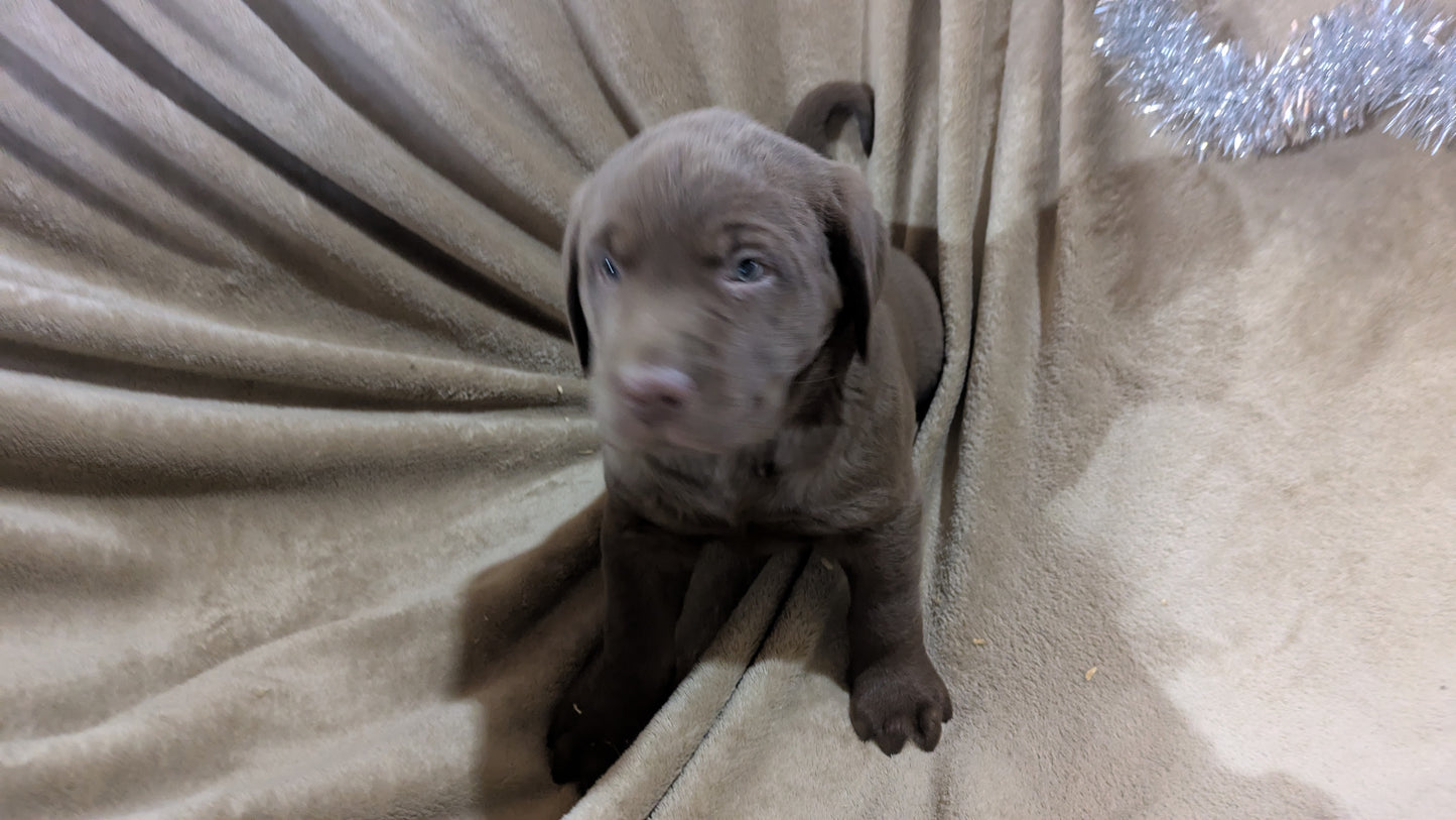 LABRADOR RETRIEVER (10/17) MALE
